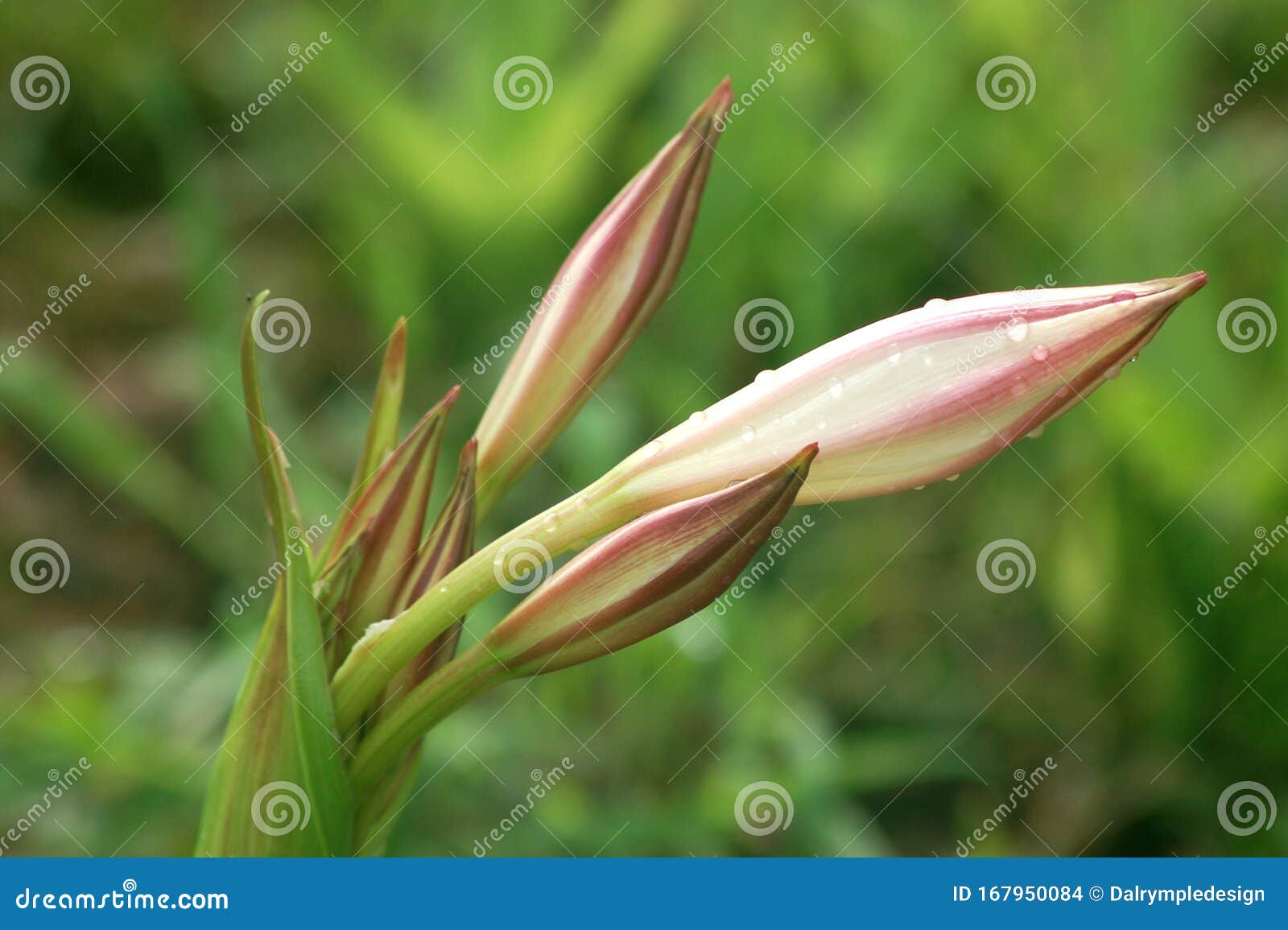 Crinum Macowanii Lily, South Africa Stock Photo - Image of africa, leaf ...