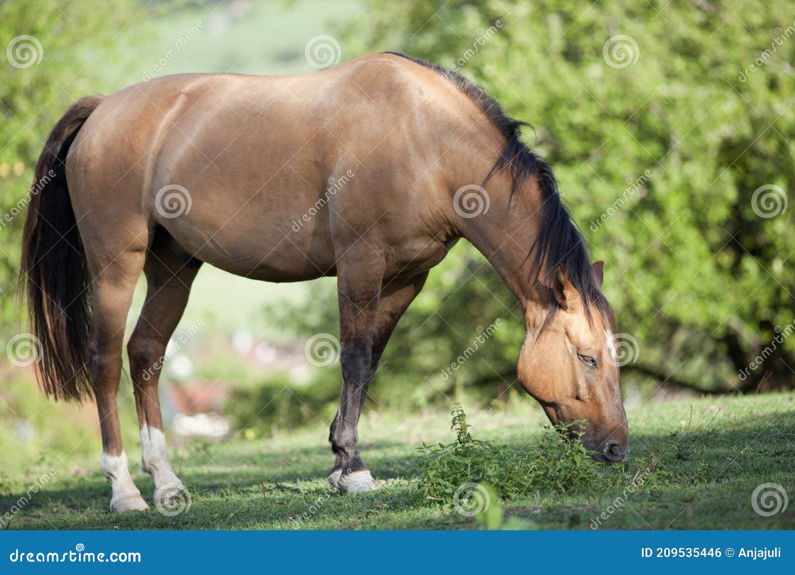 criollo horse breed run free in meadow under green trees