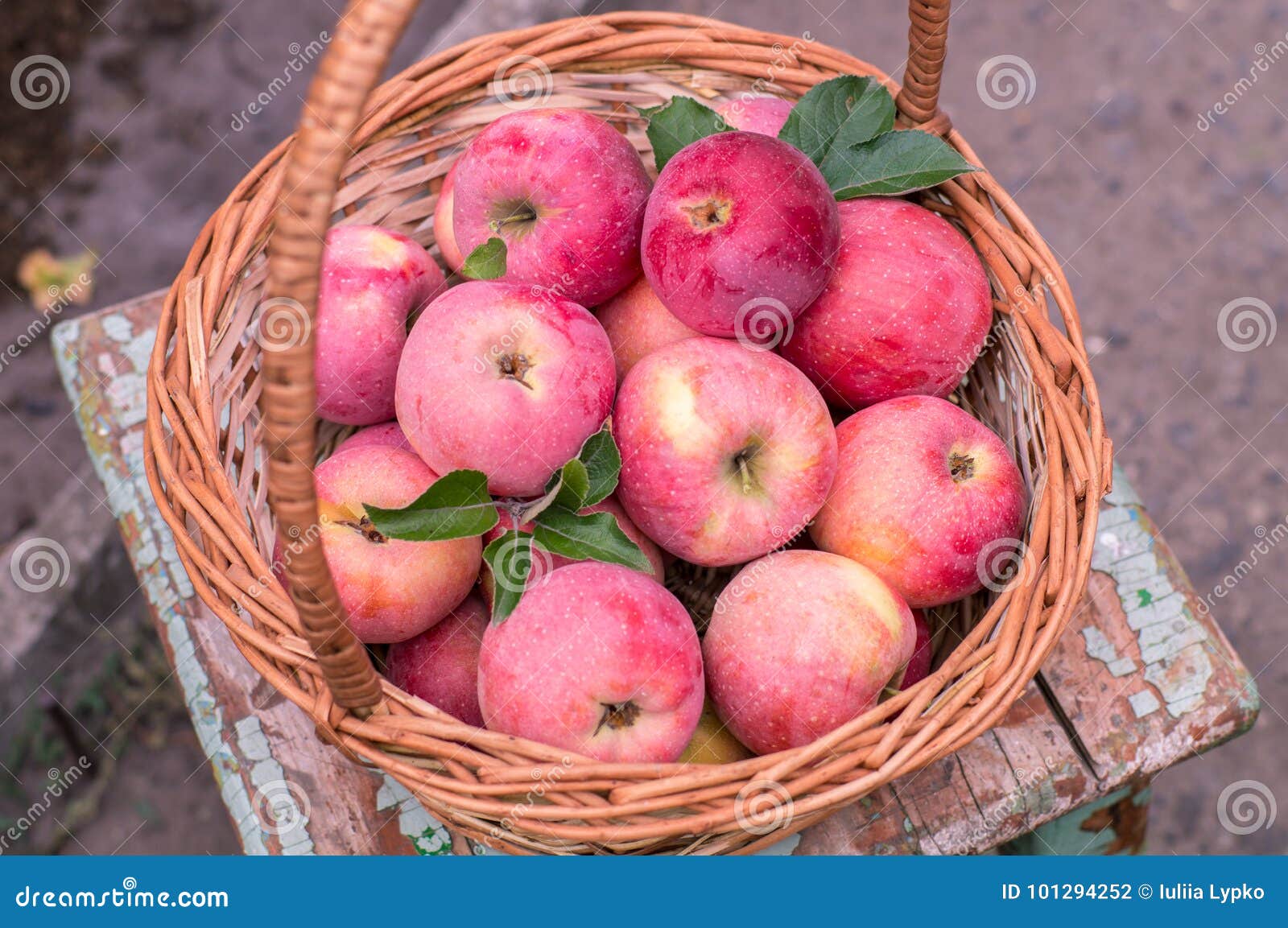 Basket of ripe apples stock photo. Image of fruit, sweet 101294252