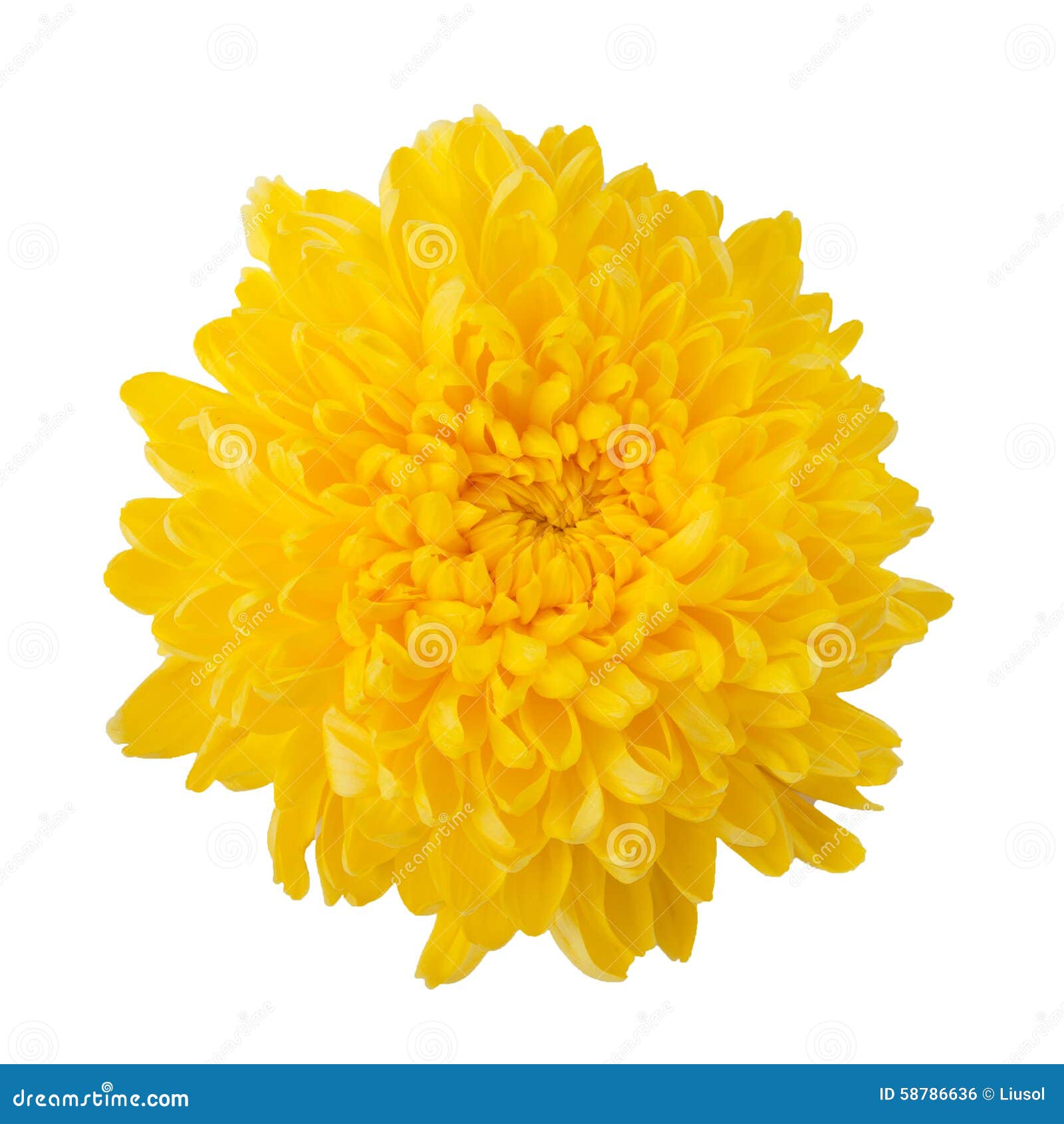 Crisantemo Amarelo Da Flor Foto De Stock Imagem De Crisantemo 58786636