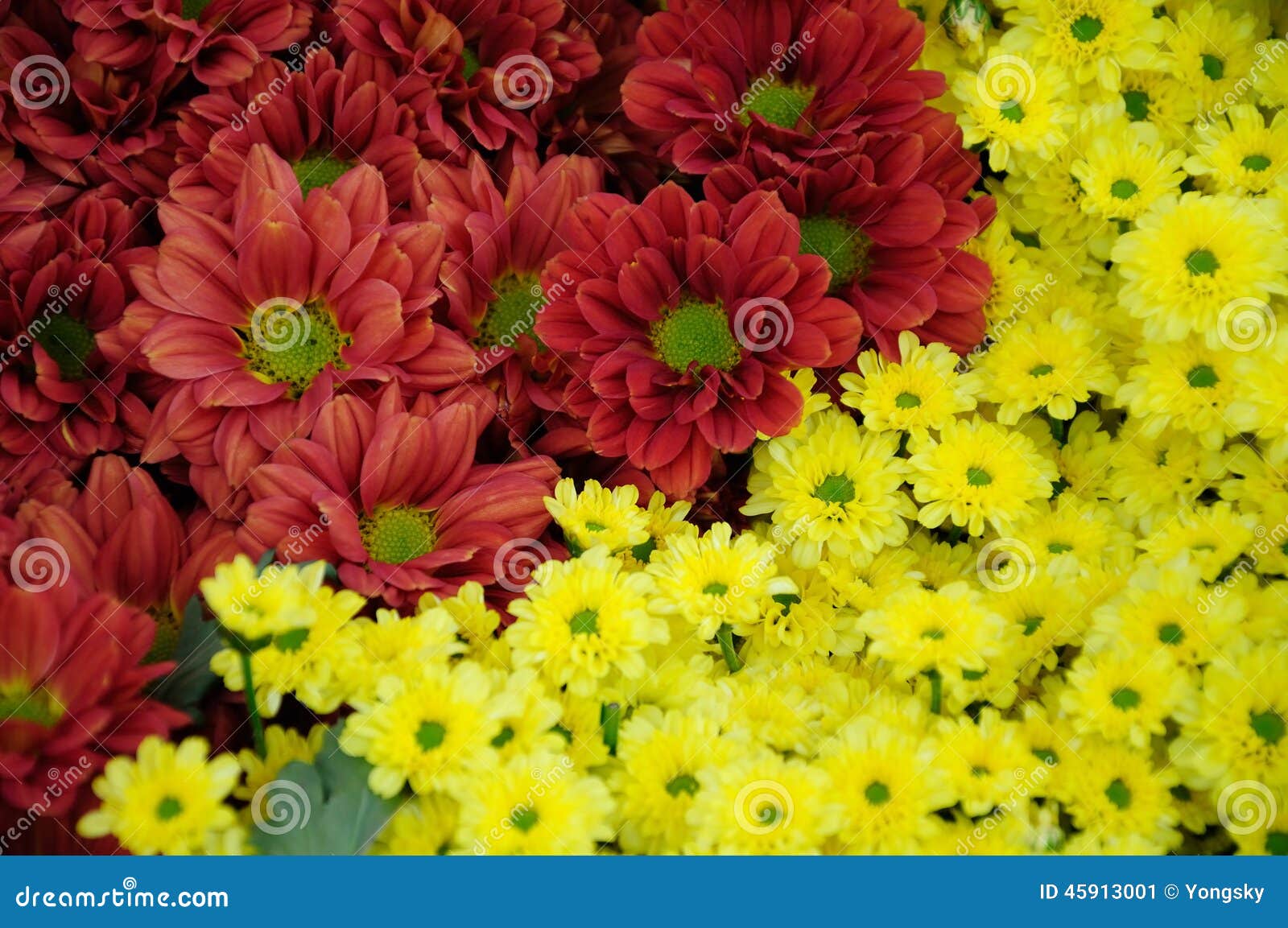 Crisantemo Amarelo E Marrom Imagem De Stock Imagem De Amarelo Marrom 45913001