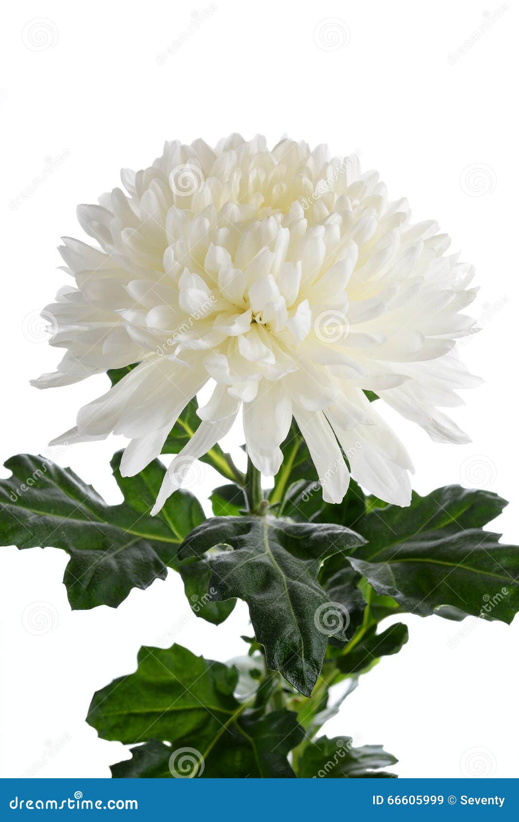 Crisântemo Branco Da Flor De Um Zembla Imagem de Stock - Imagem de naughty,  felicidade: 66605999