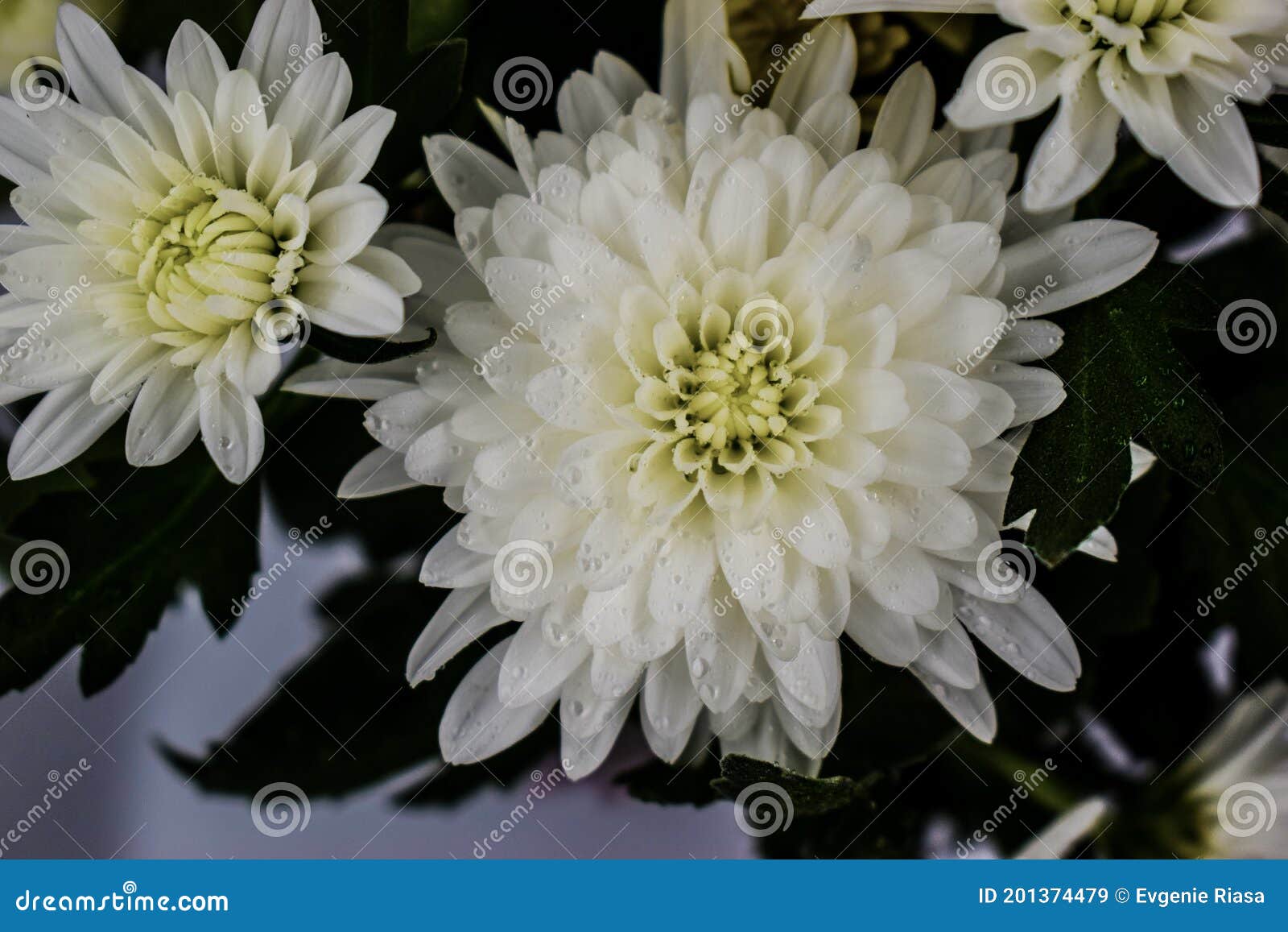 Crisântemo Branco Fechado. Crisântemo Com Gotas De Chuva. Imagem de Stock -  Imagem de puro, flor: 201374479