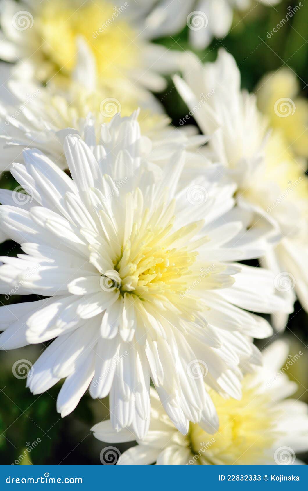 Crisântemo Pequeno Branco E Amarelo. Imagem de Stock - Imagem de pouco,  flor: 22832333