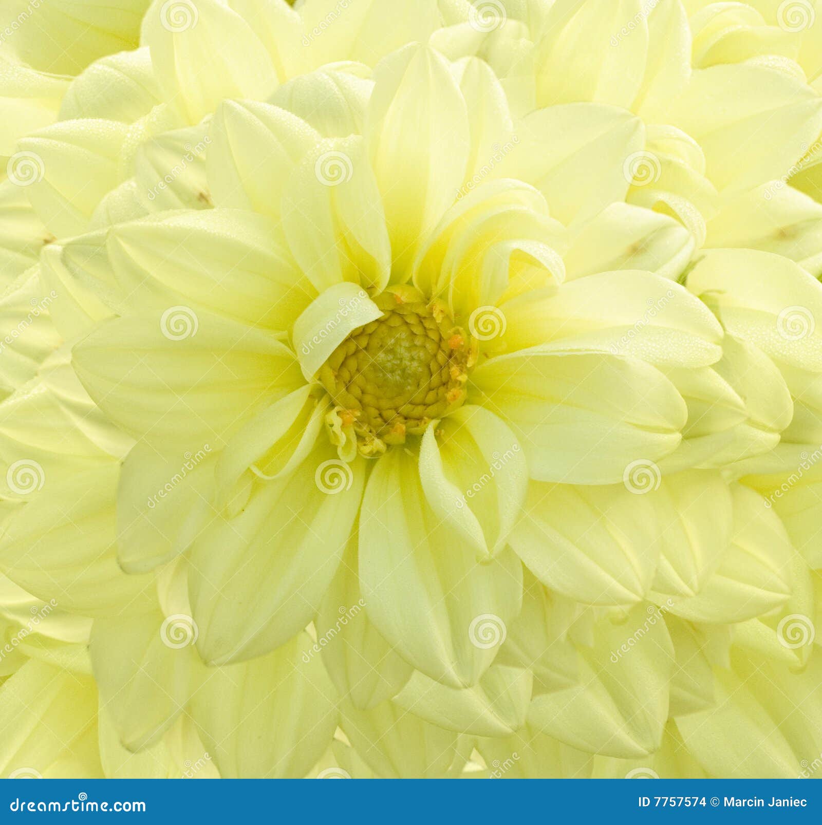 Crisantemo amarillo foto de archivo. Imagen