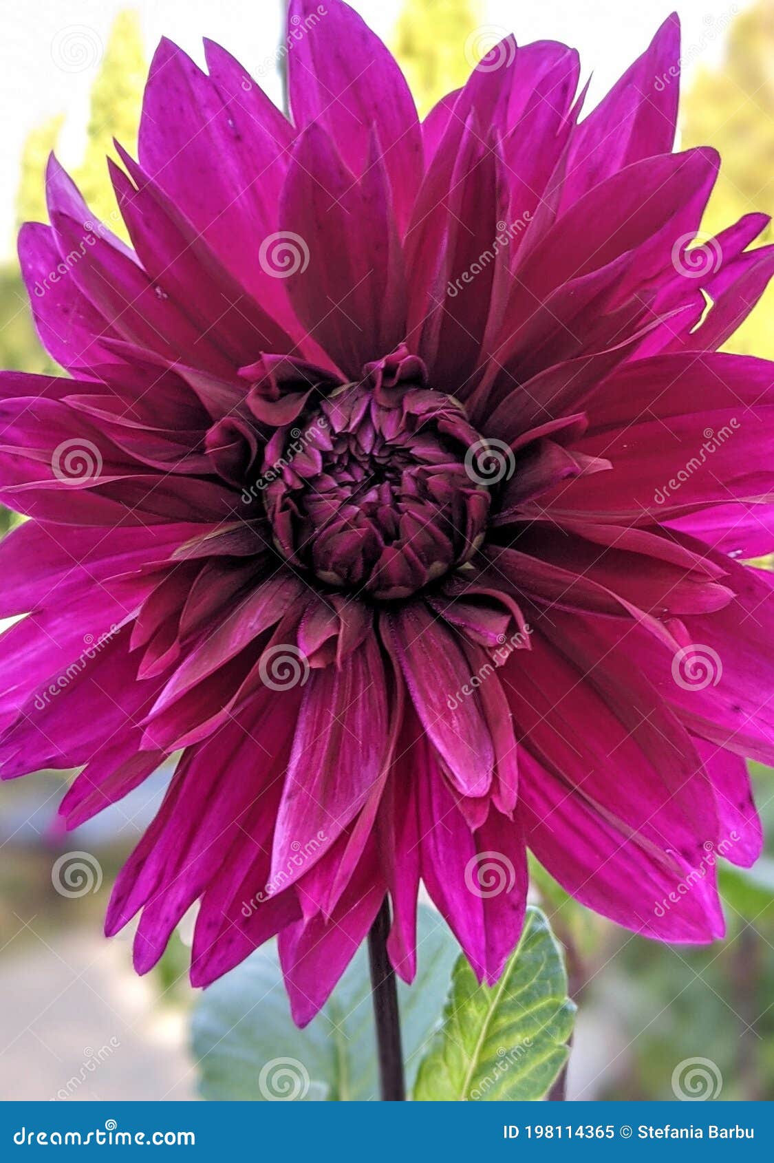 chrysanthemum purple flower