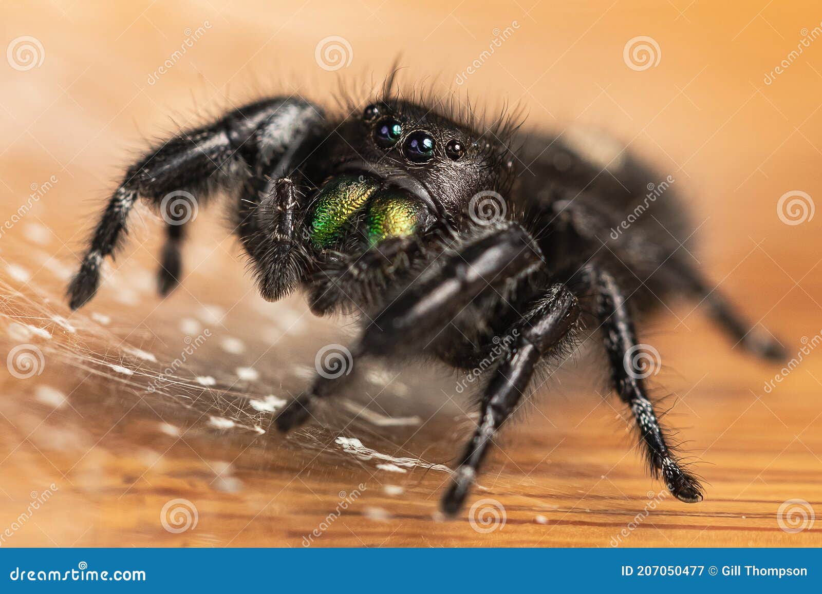 a crisp macro shot of a bold jumping spider with prominent green iridescent chelicerae on a table surface surrounded by a web for