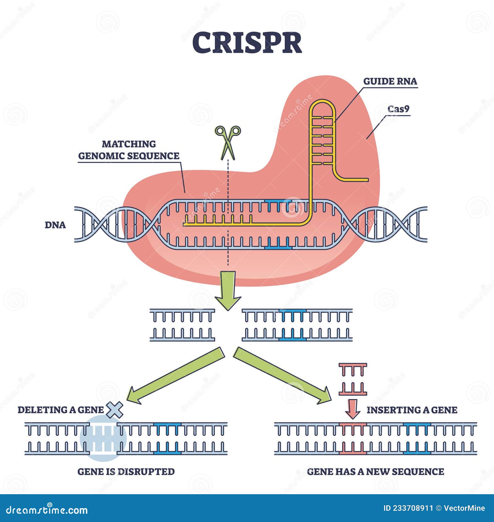 gene dna sequence