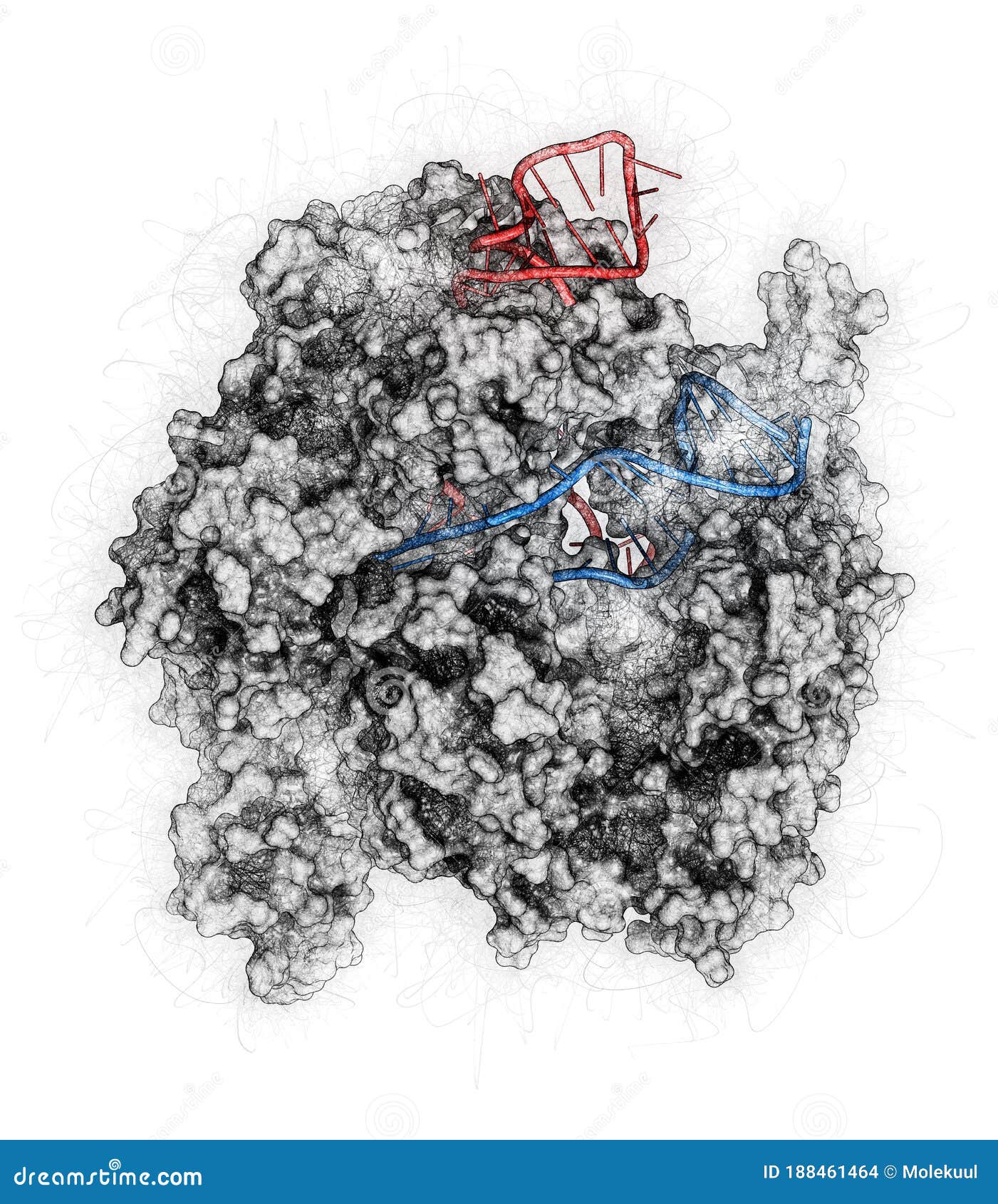 crispr-cas9 gene editing complex from streptococcus pyogenes, 3d rendering. the cas9 nuclease protein uses a guide rna sequence to