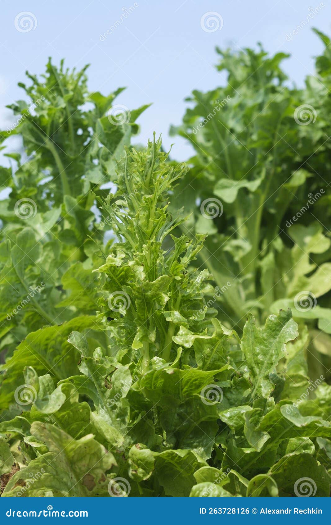 Crispy Ripe Green Lettuce Leaves on the Garden Bed Stock Photo Image