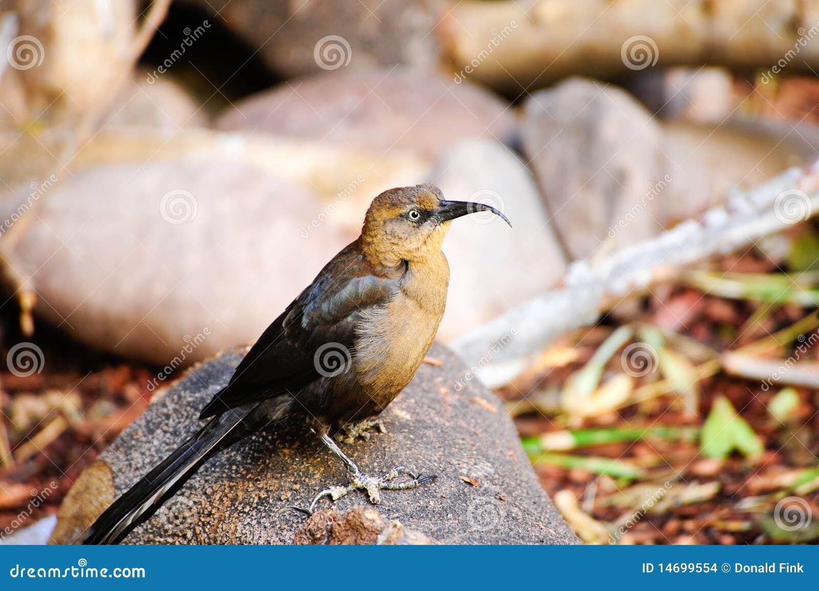 Crissal Thrasher stock photo. Image of crissale, feathers - 14699554