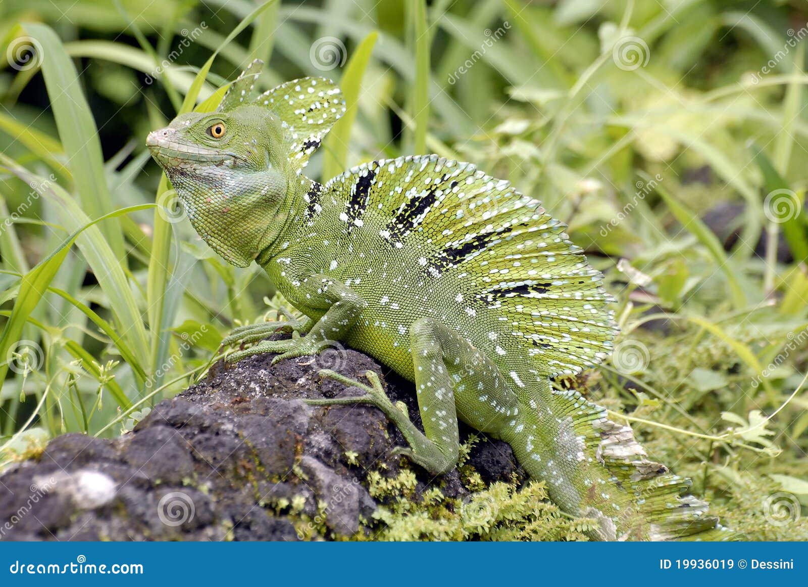 Crista jesus lizard stock image. Image of amphibian, jungle 19936019