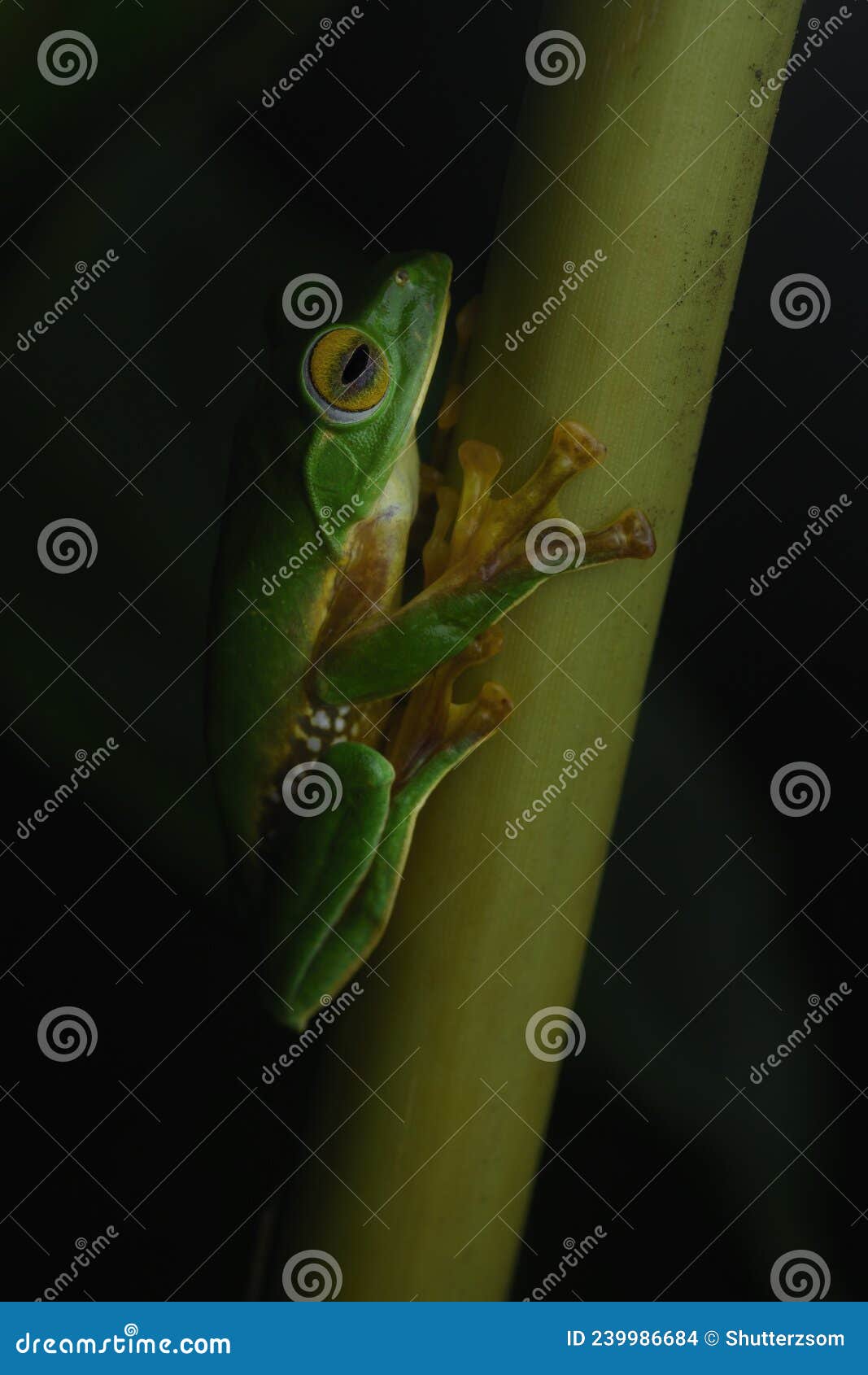 a critically endangered false malabar gliding frog on a cardamom stalk