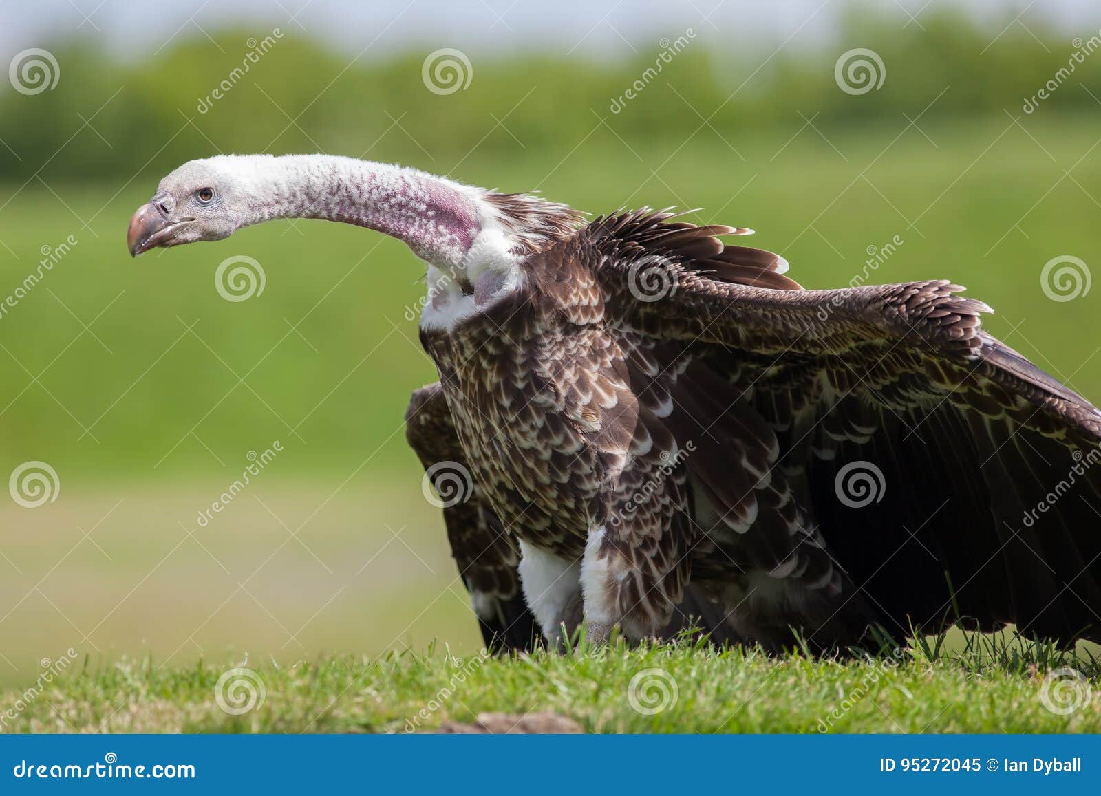 critically endangered species vulture showing evolutionary adapt