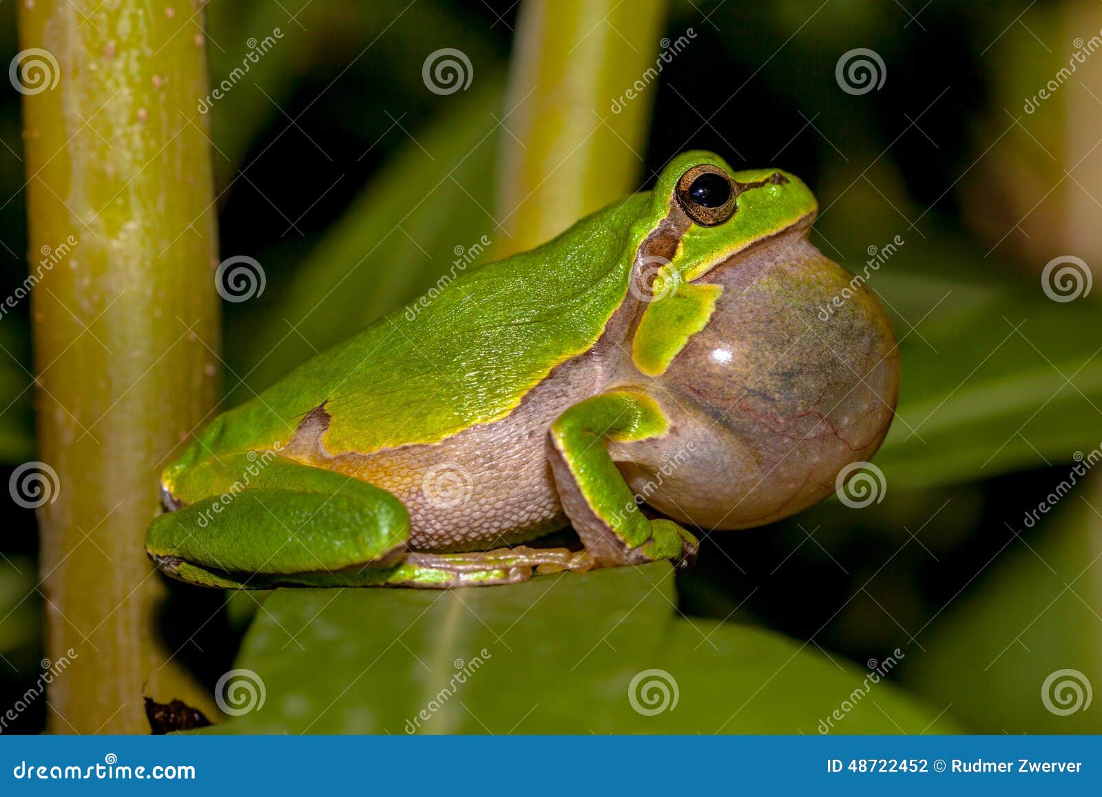 2,028 Frog Croaking Stock Photos - Free & Royalty-Free Stock