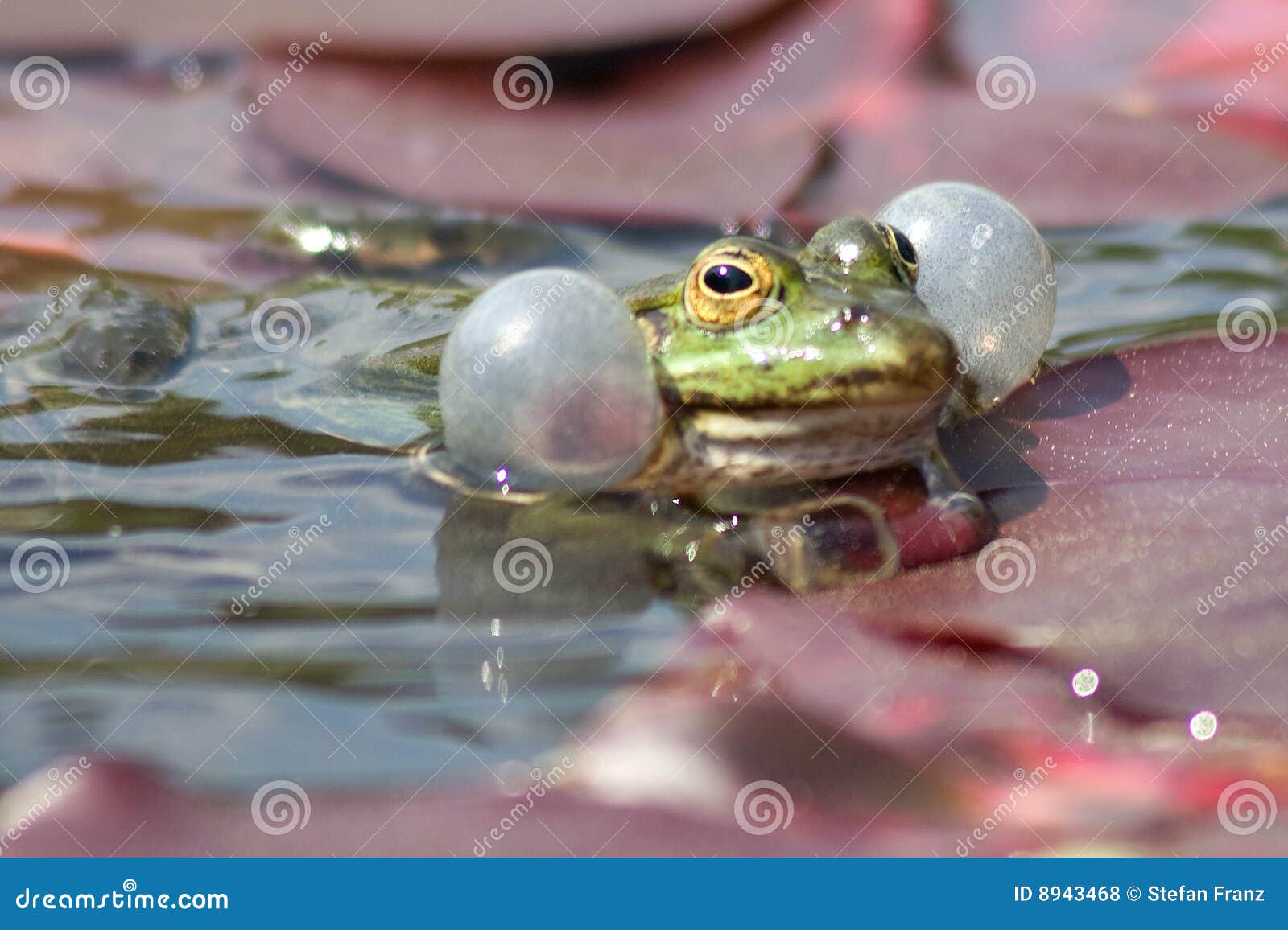 Croaking Frog Royalty Free Stock Photos Image 8943468