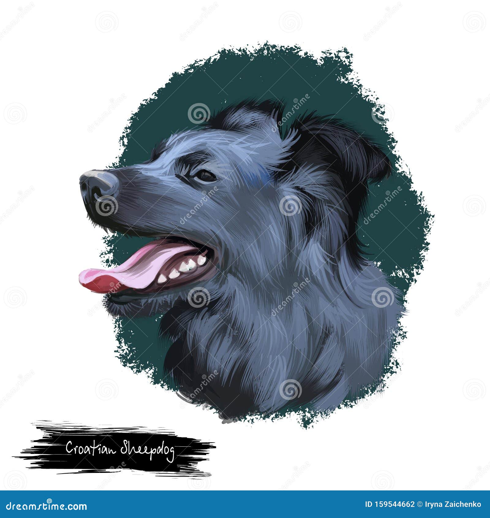 Croatian Sheepdog Breeder Usa – Cute of Animals