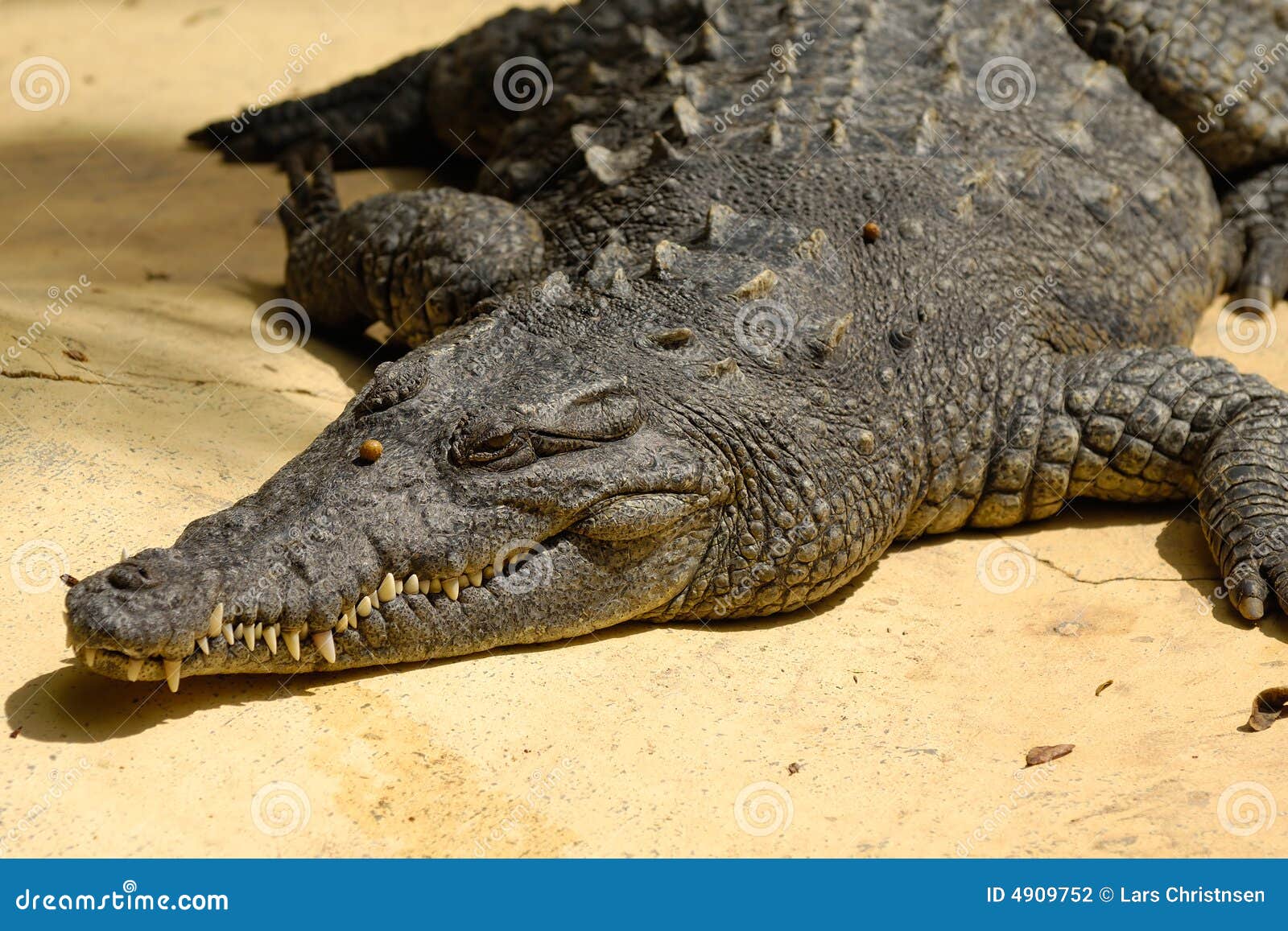 Saltwater Crocodile: Dragons of the Sundarbans