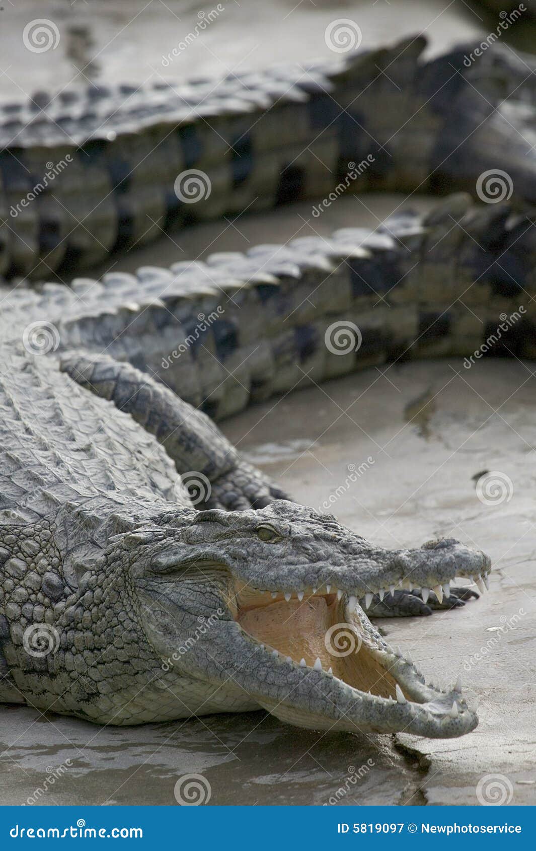 1,135 Crocodile Smile Stock Photos - Free & Royalty-Free Stock Photos from  Dreamstime