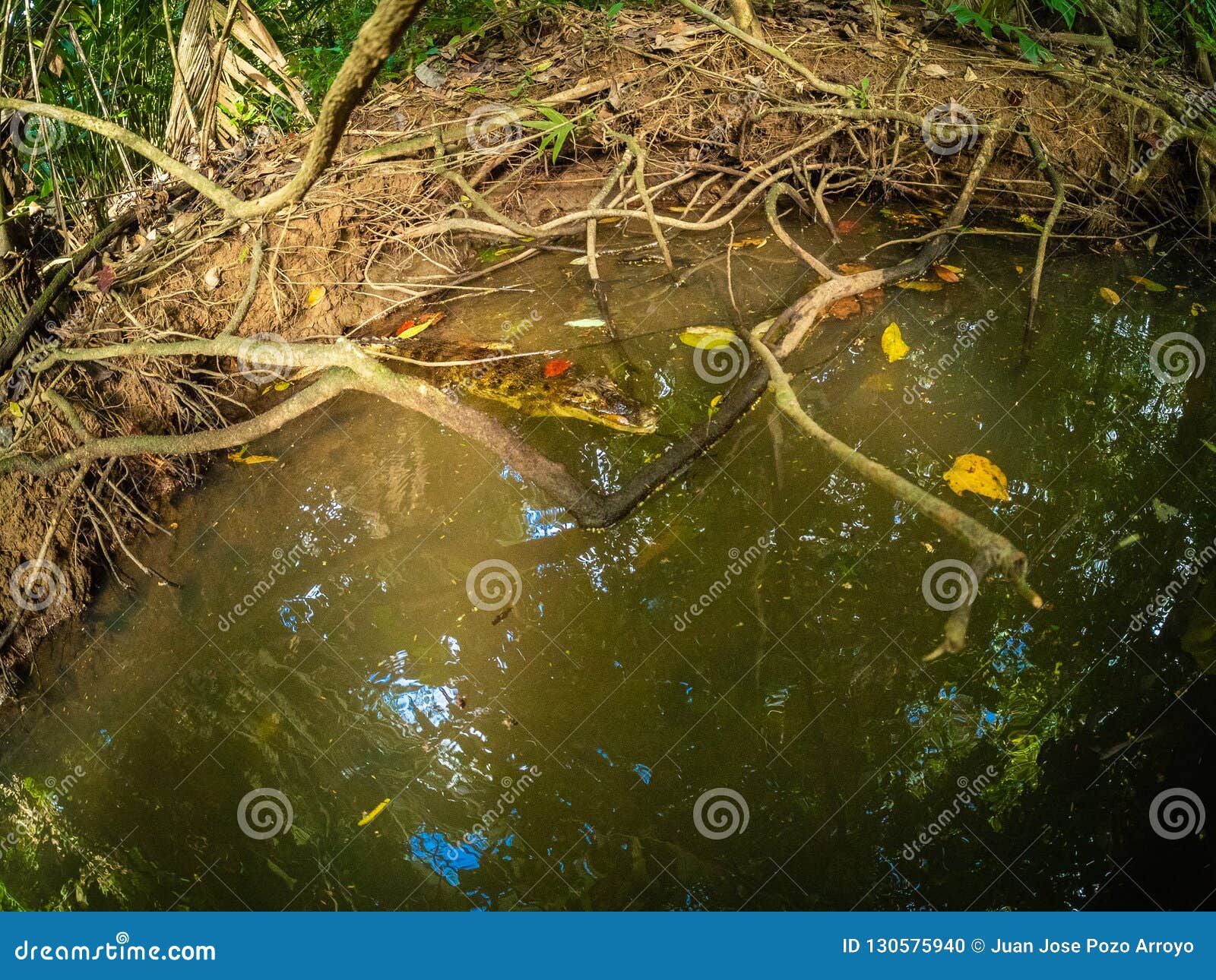 crocodile bebe hidden in marshland
