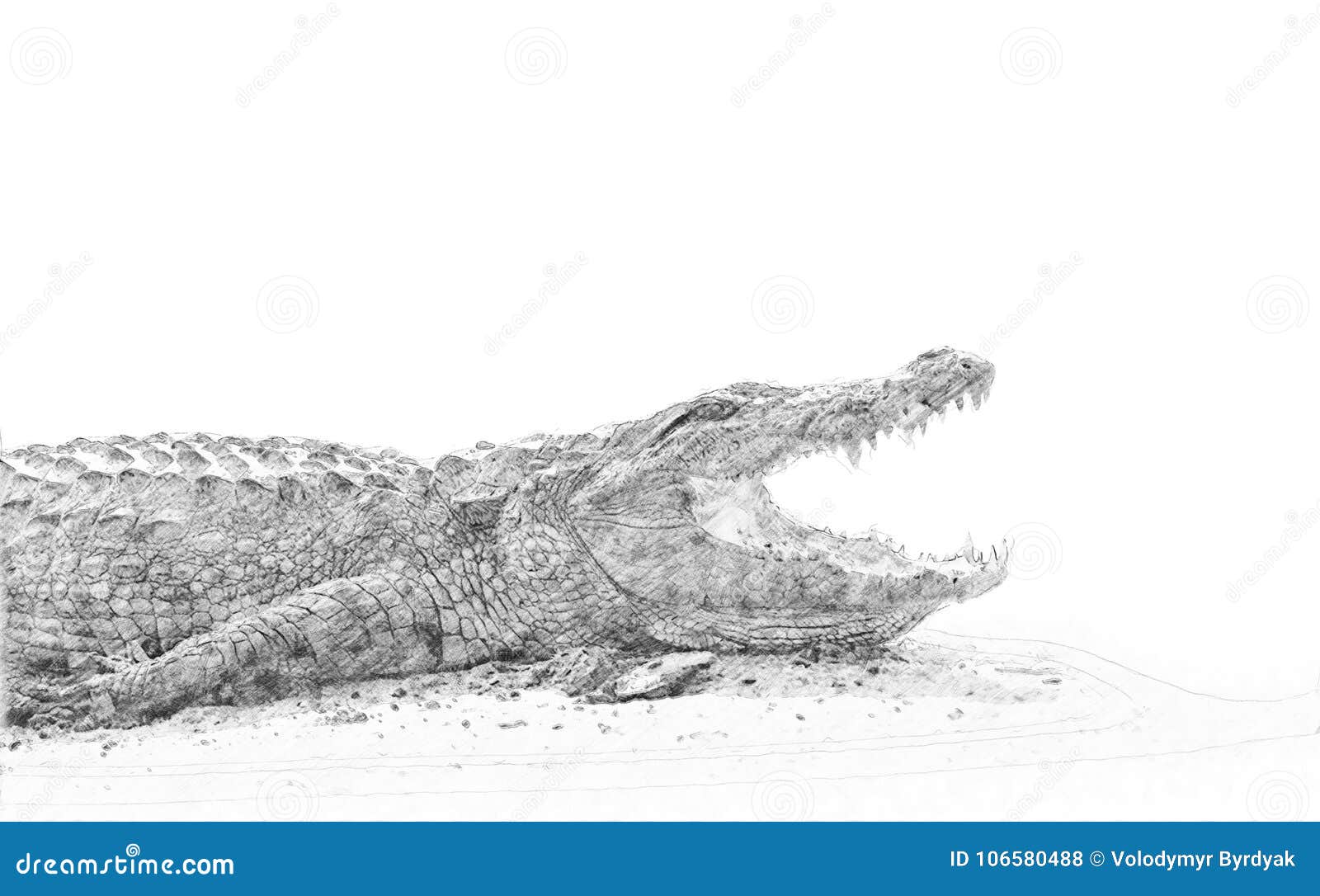Crocodile. Sketch with Pencil Stock Illustration Illustration of