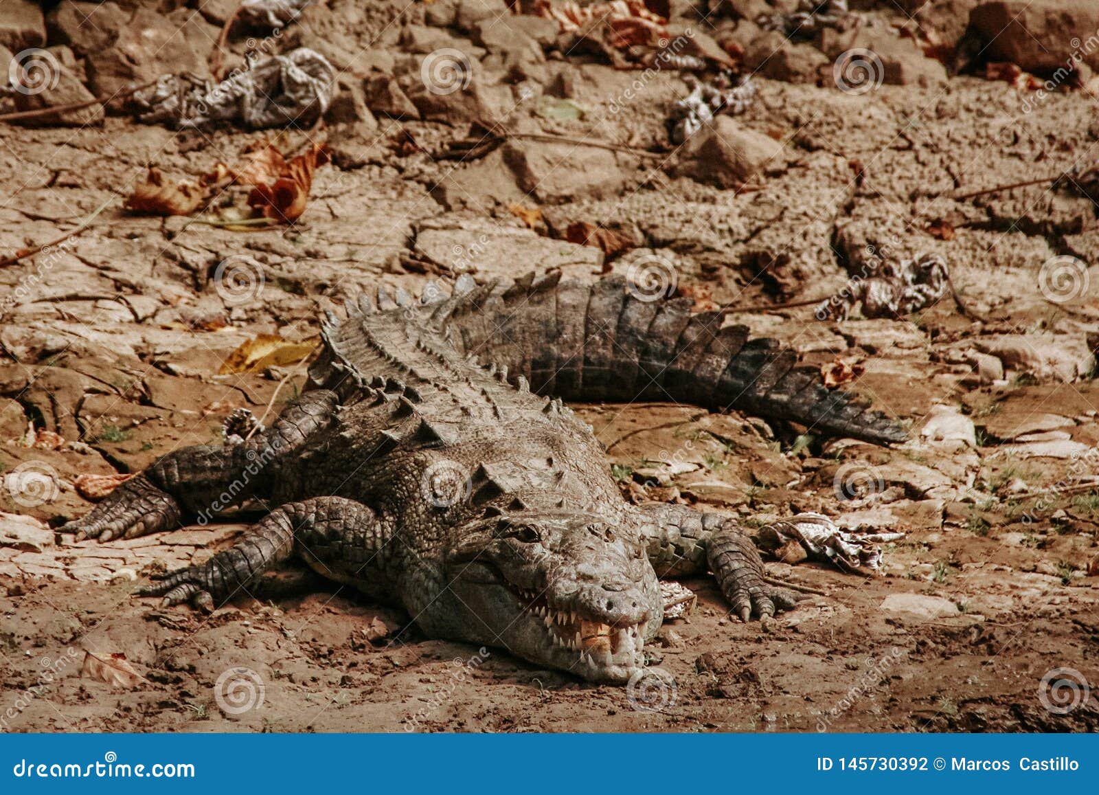 crocodile in caÃÂ±on del sumidero chiapas mexico, mexican animals