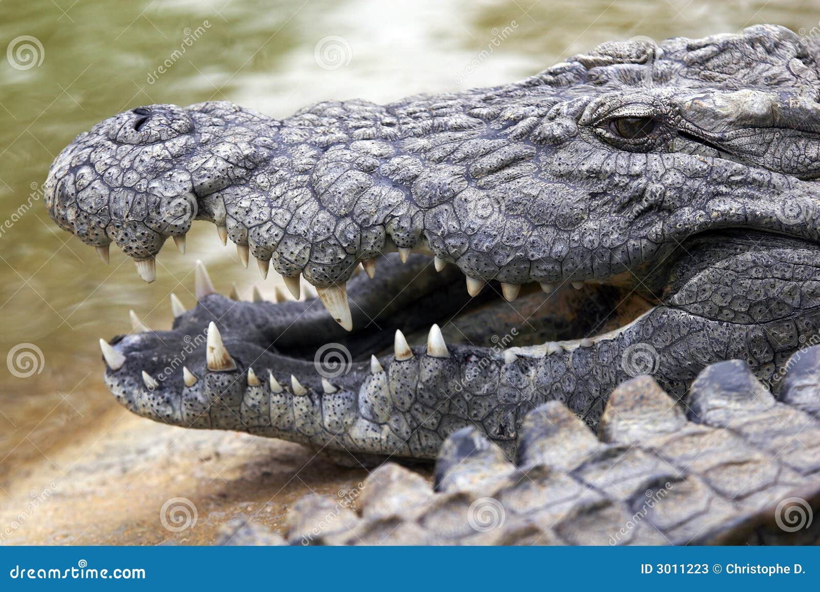 1,135 Crocodile Smile Stock Photos - Free & Royalty-Free Stock Photos from  Dreamstime