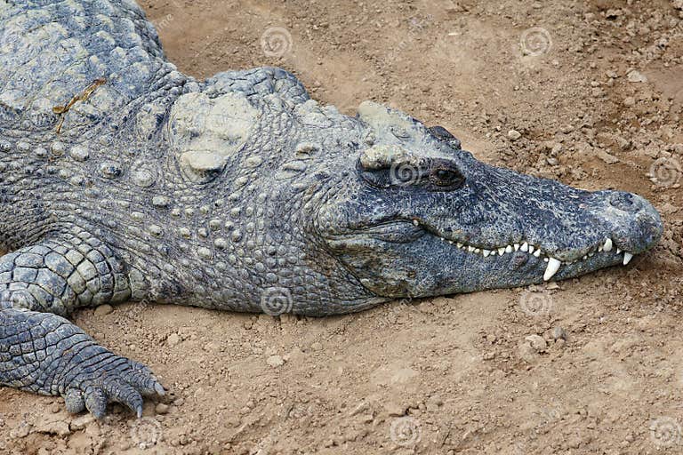 Crocodile stock photo. Image of reptile, reptiles, animals - 79737392