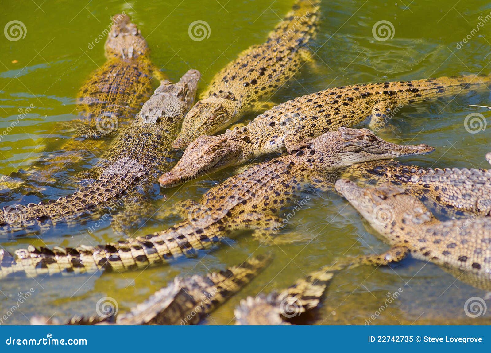 Крокодилы в соленой воде. Гребнистый крокодил Детеныши. Гребнистый крокодил яйца. Индо Тихоокеанский крокодил. Мангры гребнистый крокодил.