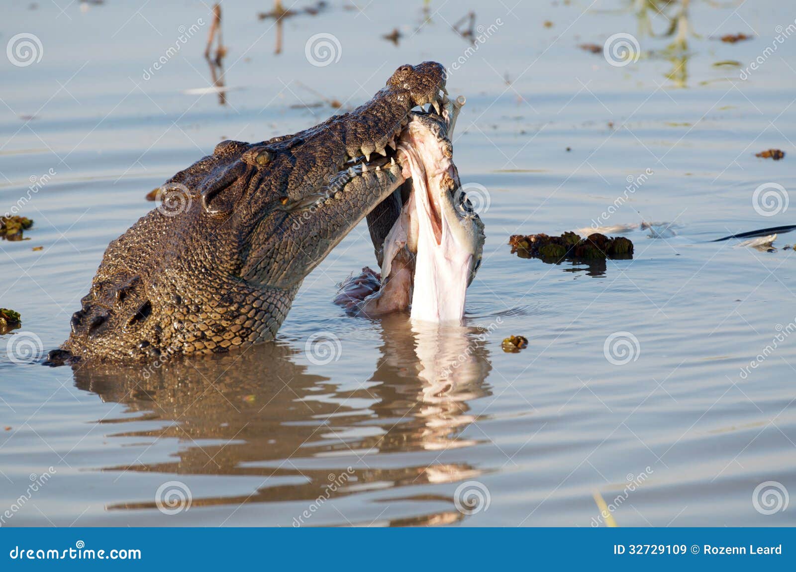 Crocodile eating prey stock image. Image of scary ...