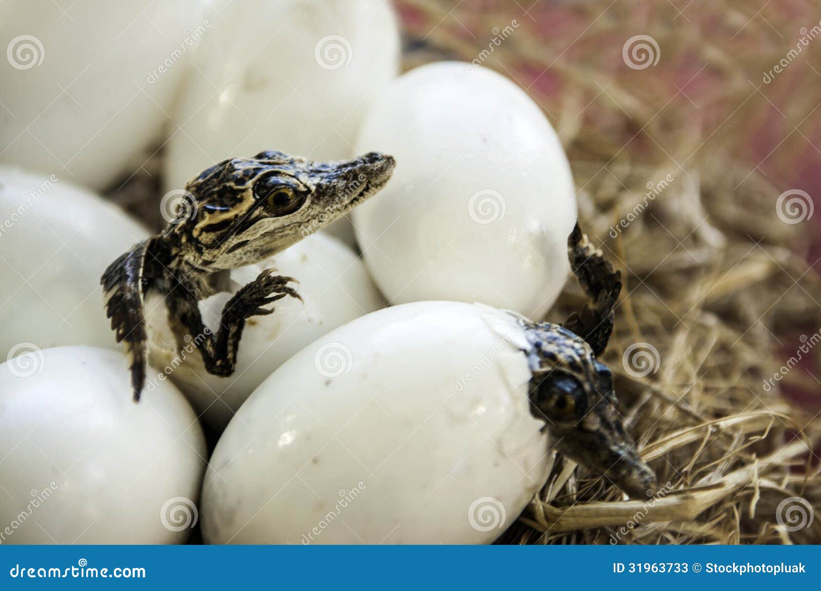 Crocodile eggs stock image. Image of fang, crocodile 31963733