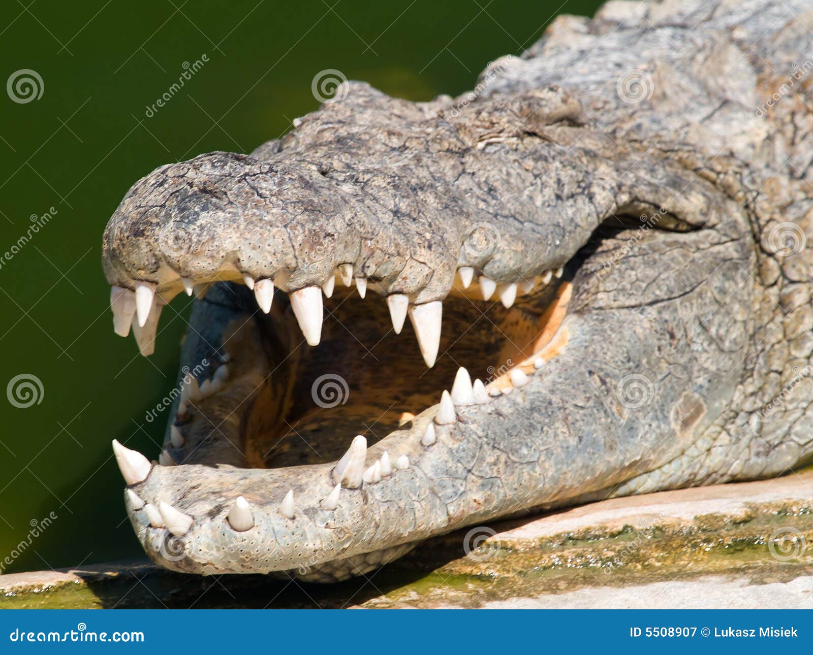 How strong are crocodile jaws?