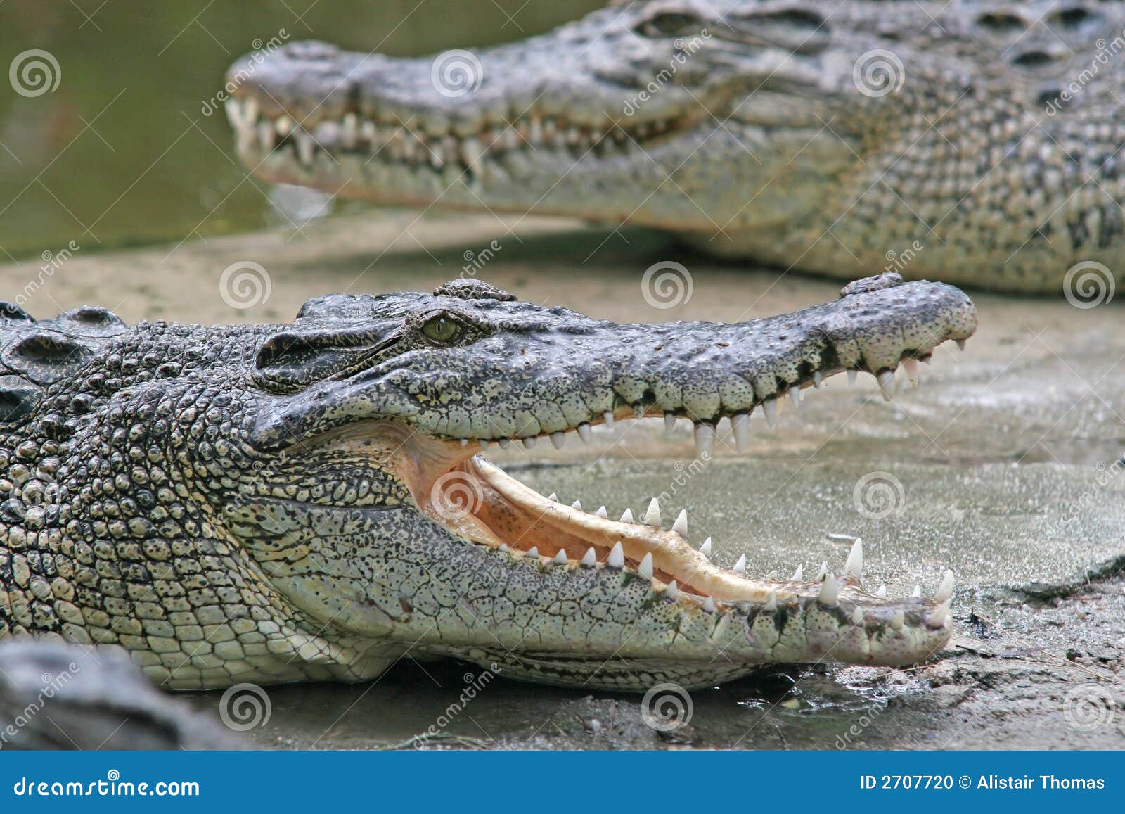 How strong are crocodile jaws?