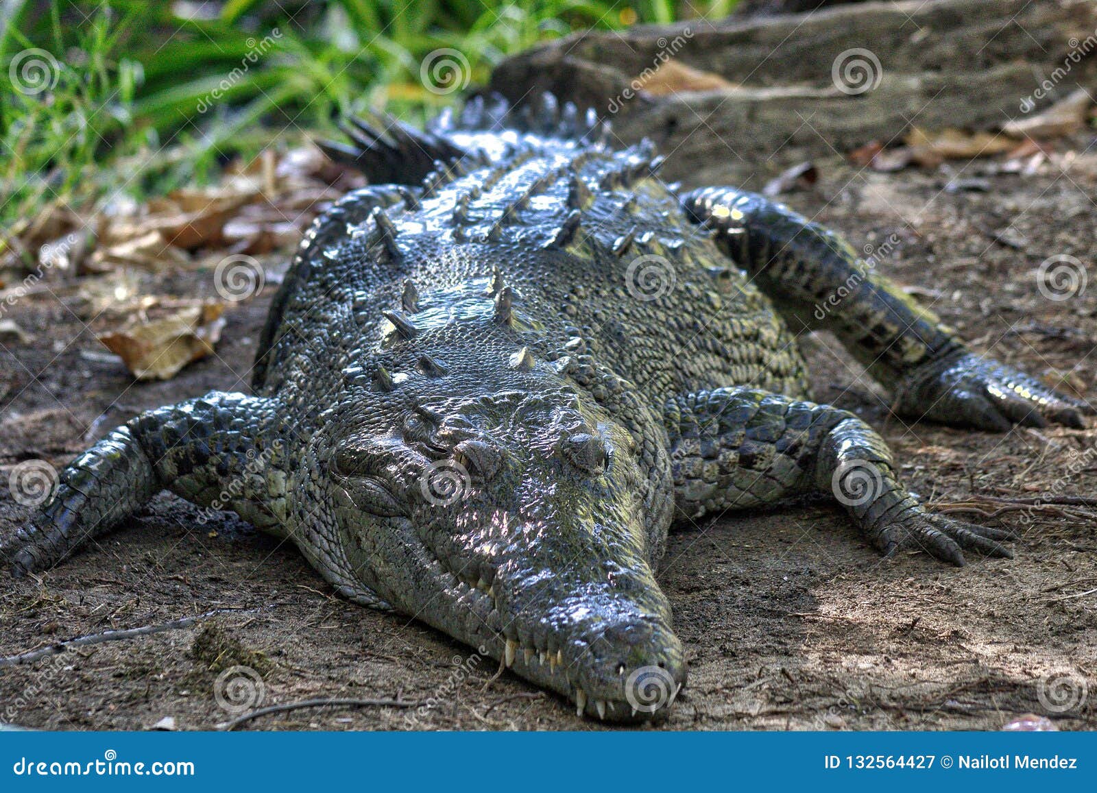 crocodile, lagoon of ventanilla oaxaca, mÃÆÃÂ©xico