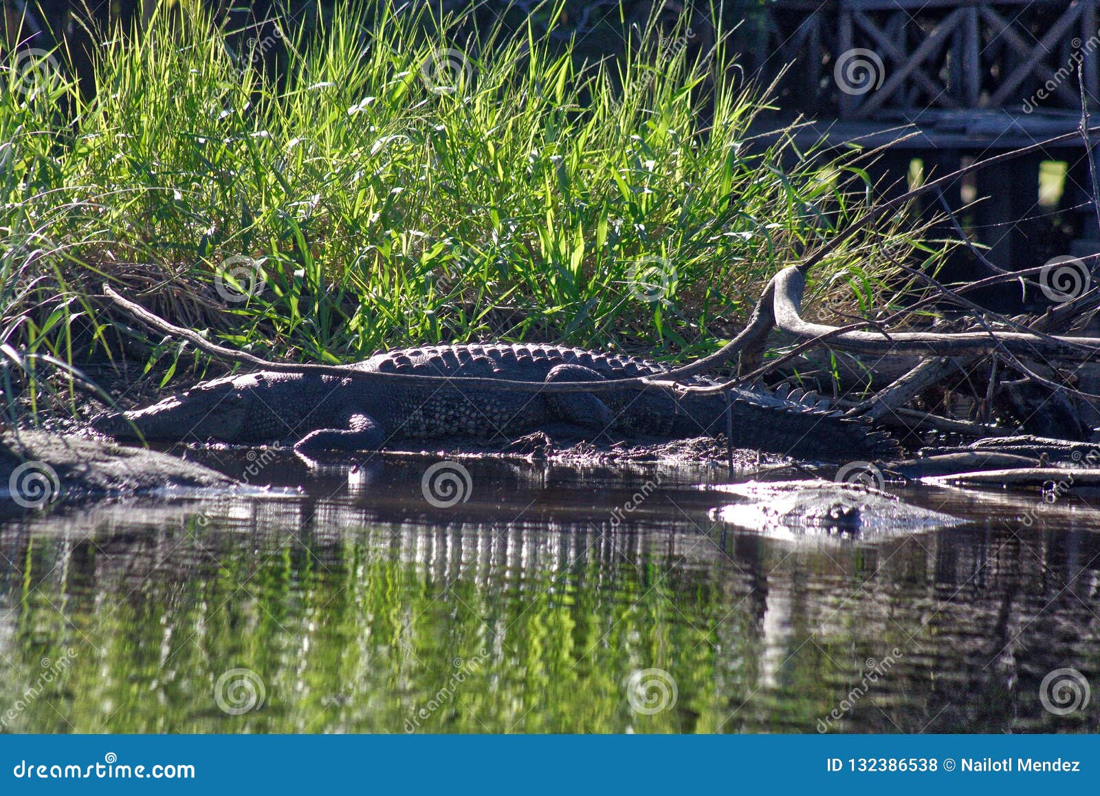 crocodile, lagoon of ventanilla oaxaca, mÃÂ©xico