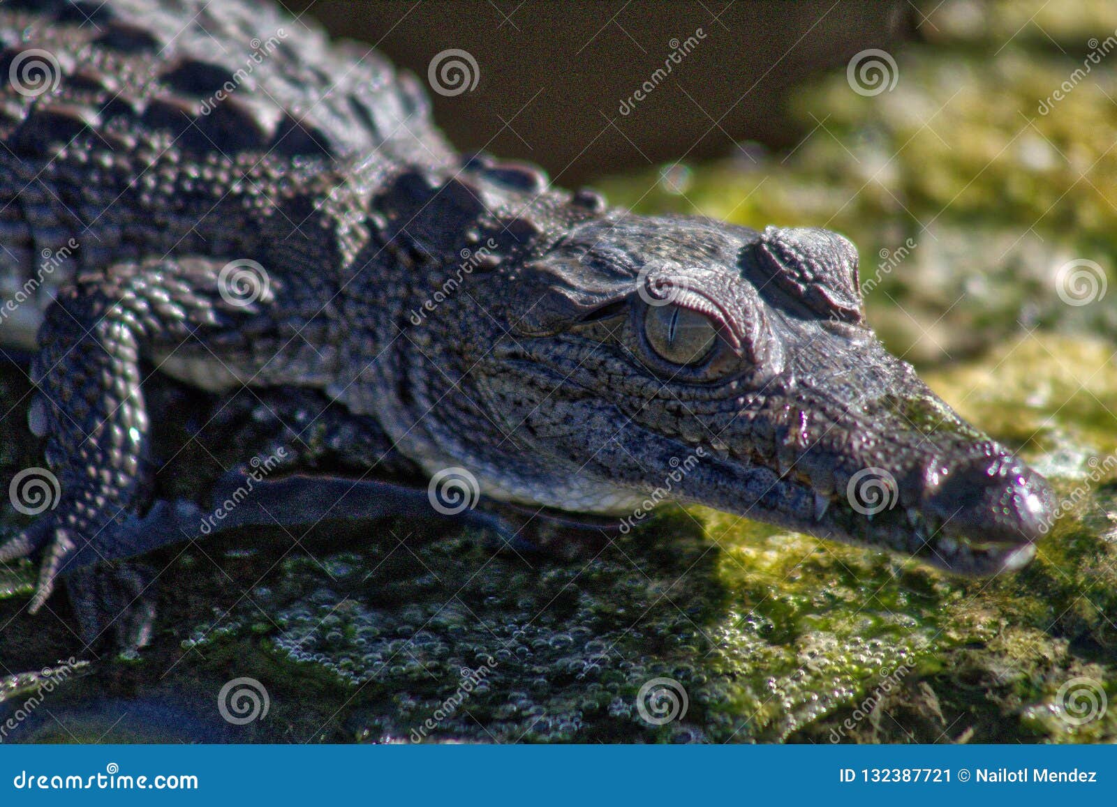 crocodile, lagoon of ventanilla oaxaca, mÃÂ©xico