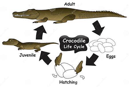 Crocodile Life Cycle Infographic Diagram Stock Vector - Illustration of