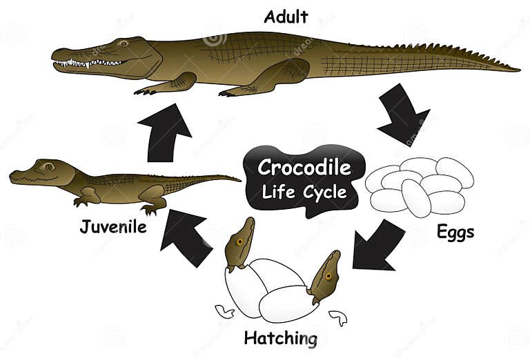 Crocodile Life Cycle Infographic Diagram Stock Vector - Illustration of