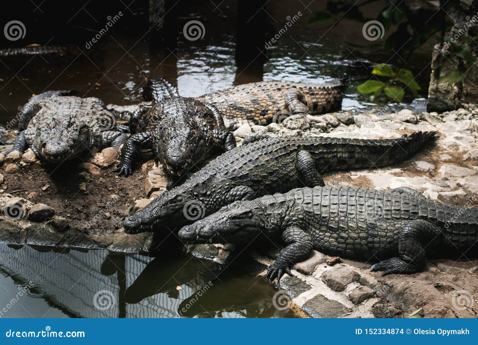 Crocodile on Mauritius. La Vanille Nature Park - Image of huge, predator: 152334874