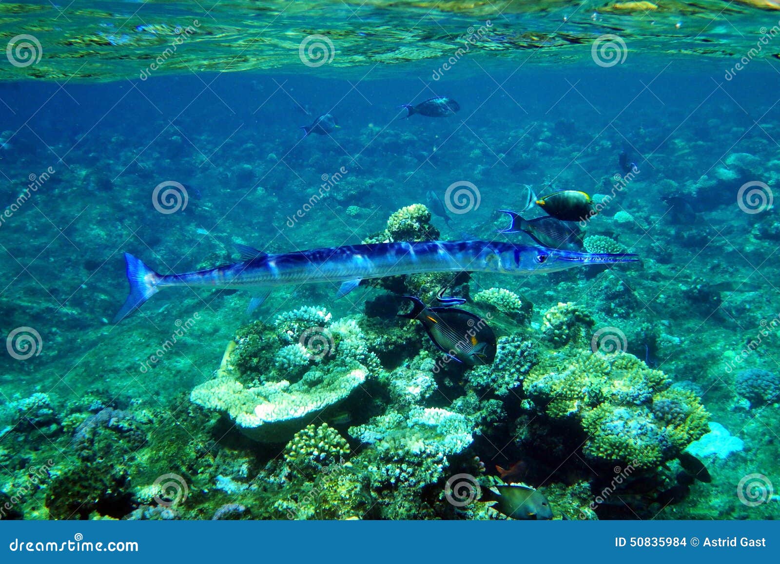 Garfish, Crocodile Needlefish, Houndfish, Garpike, Sea Needle, Belone