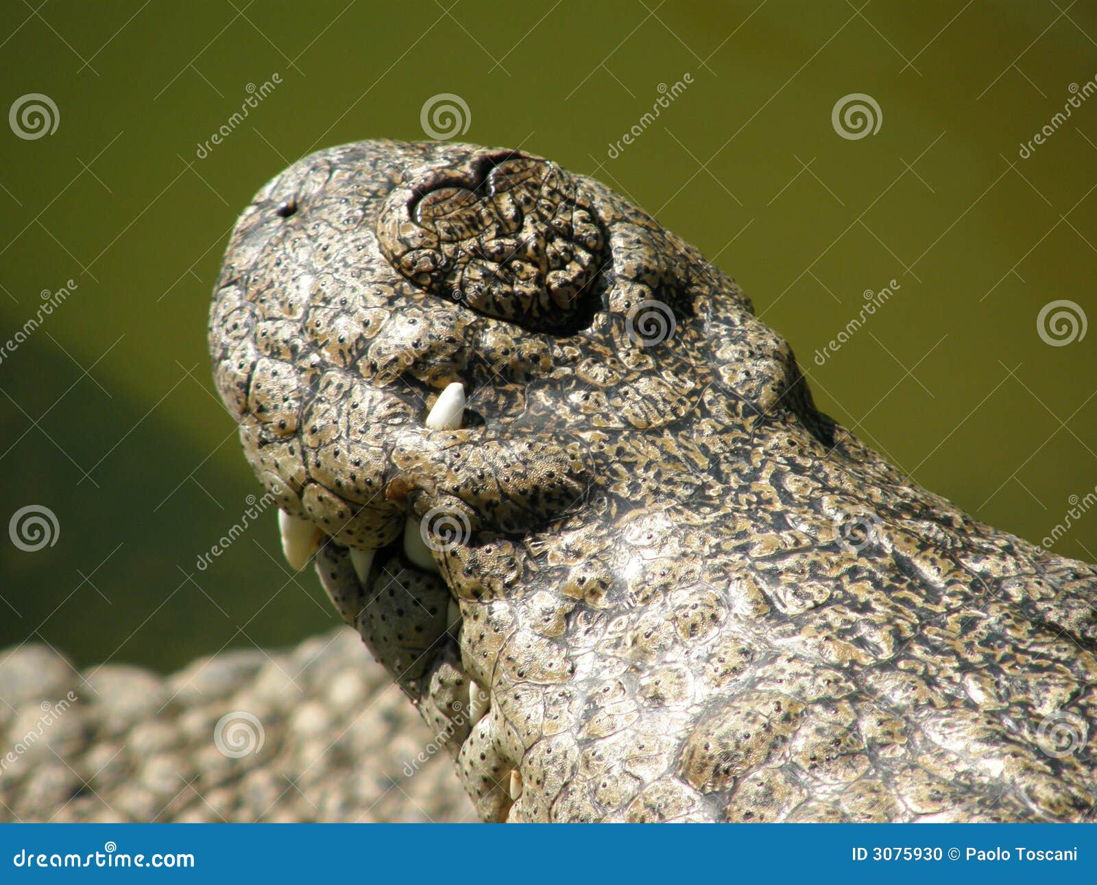 Crocodile nose closeup stock photo. Image of nose, scale 3075930