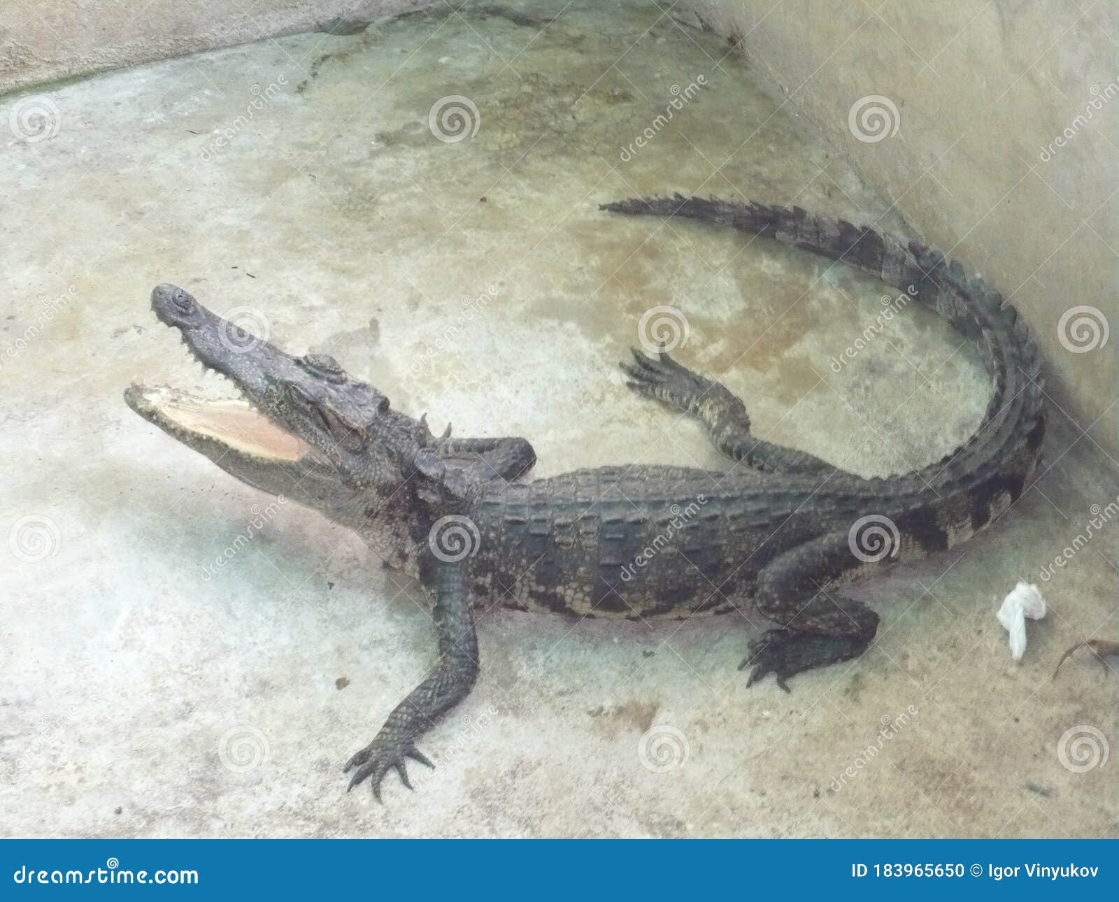 crocodile with open mouth.