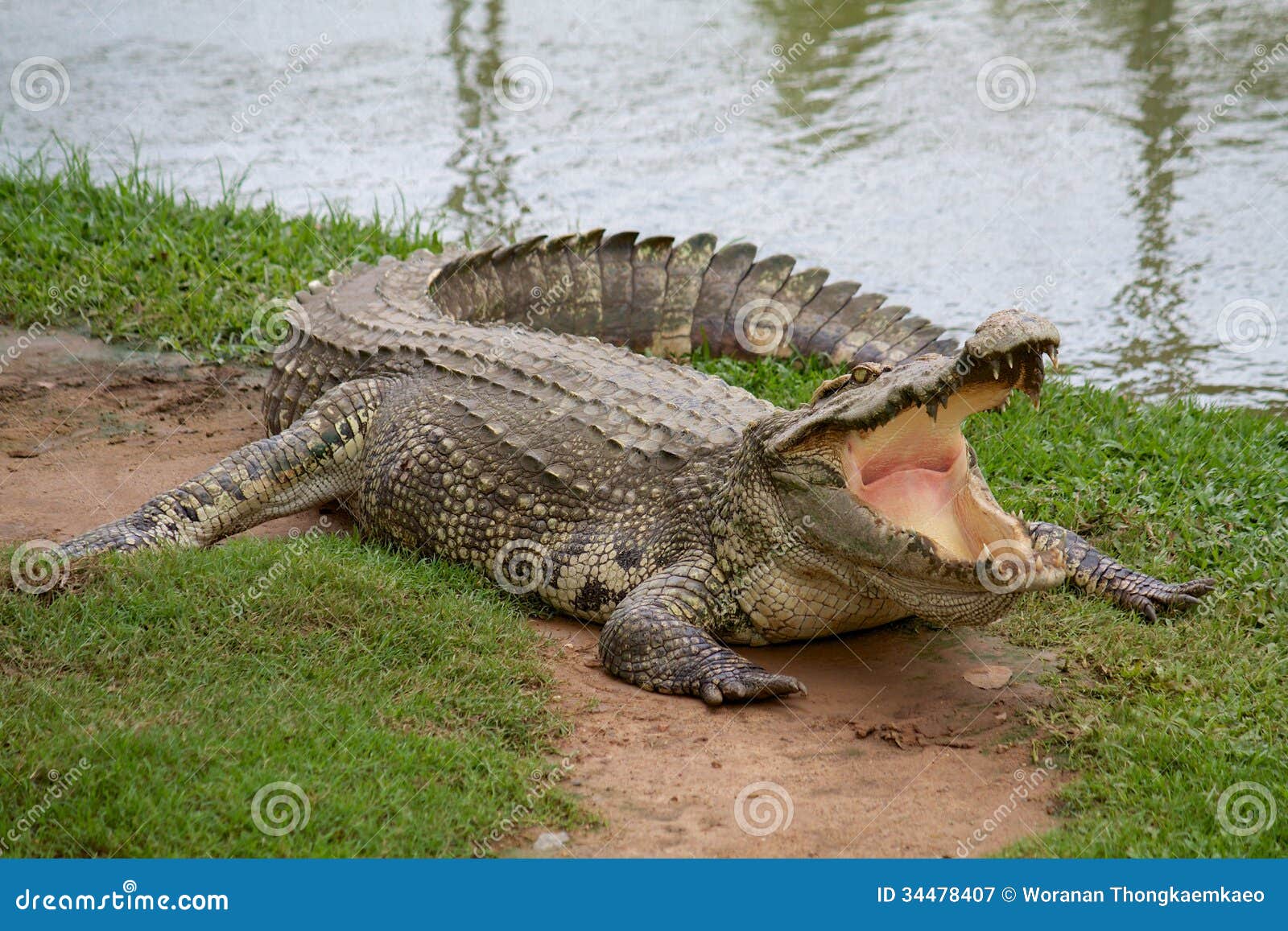 218 Crocodile Heart Stock Photos - Free & Royalty-Free Stock Photos from  Dreamstime