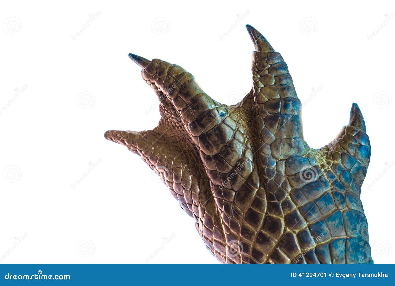 Crocodile Paw stock image. Image of wildlife, crocodile - 41294701