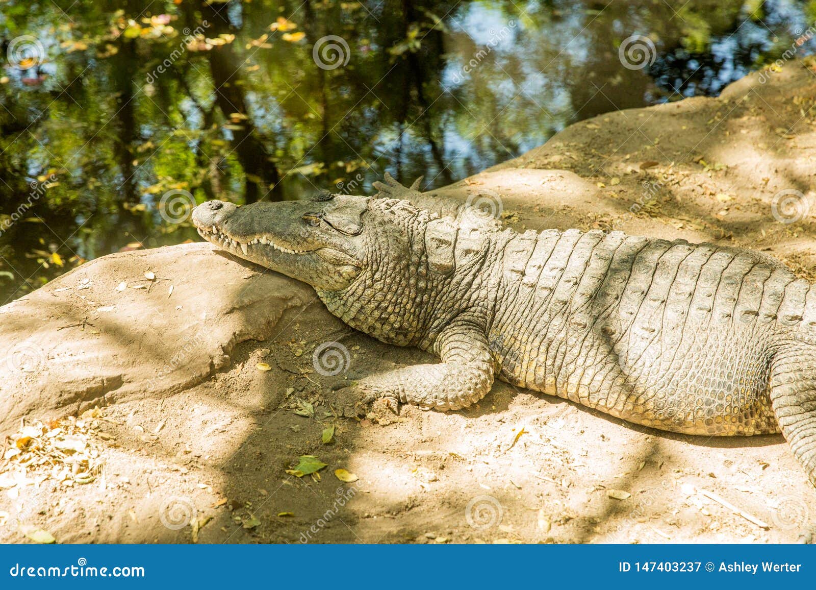 crocodile at zoologico guadalajara