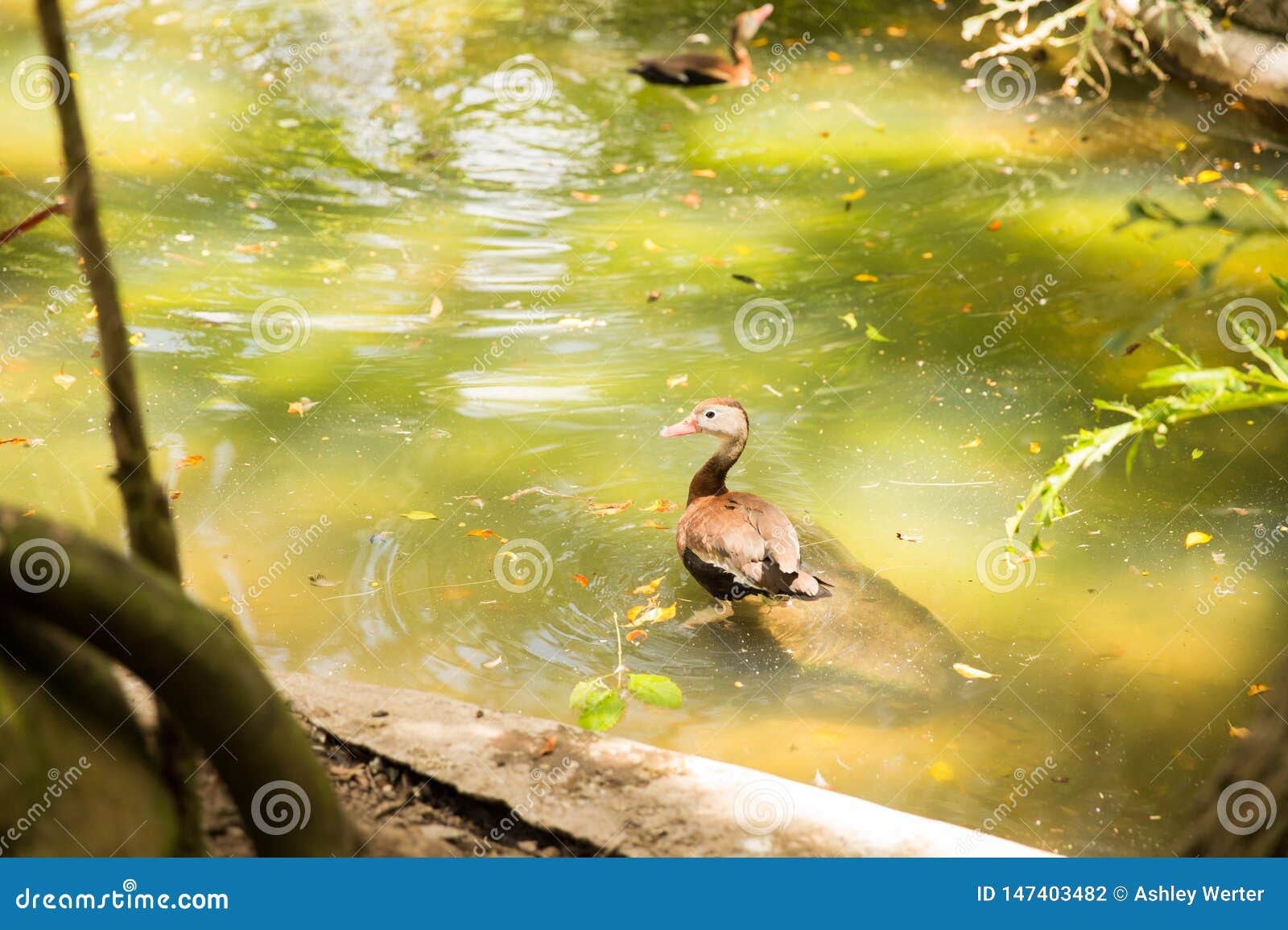 duck at zoologico guadalajara