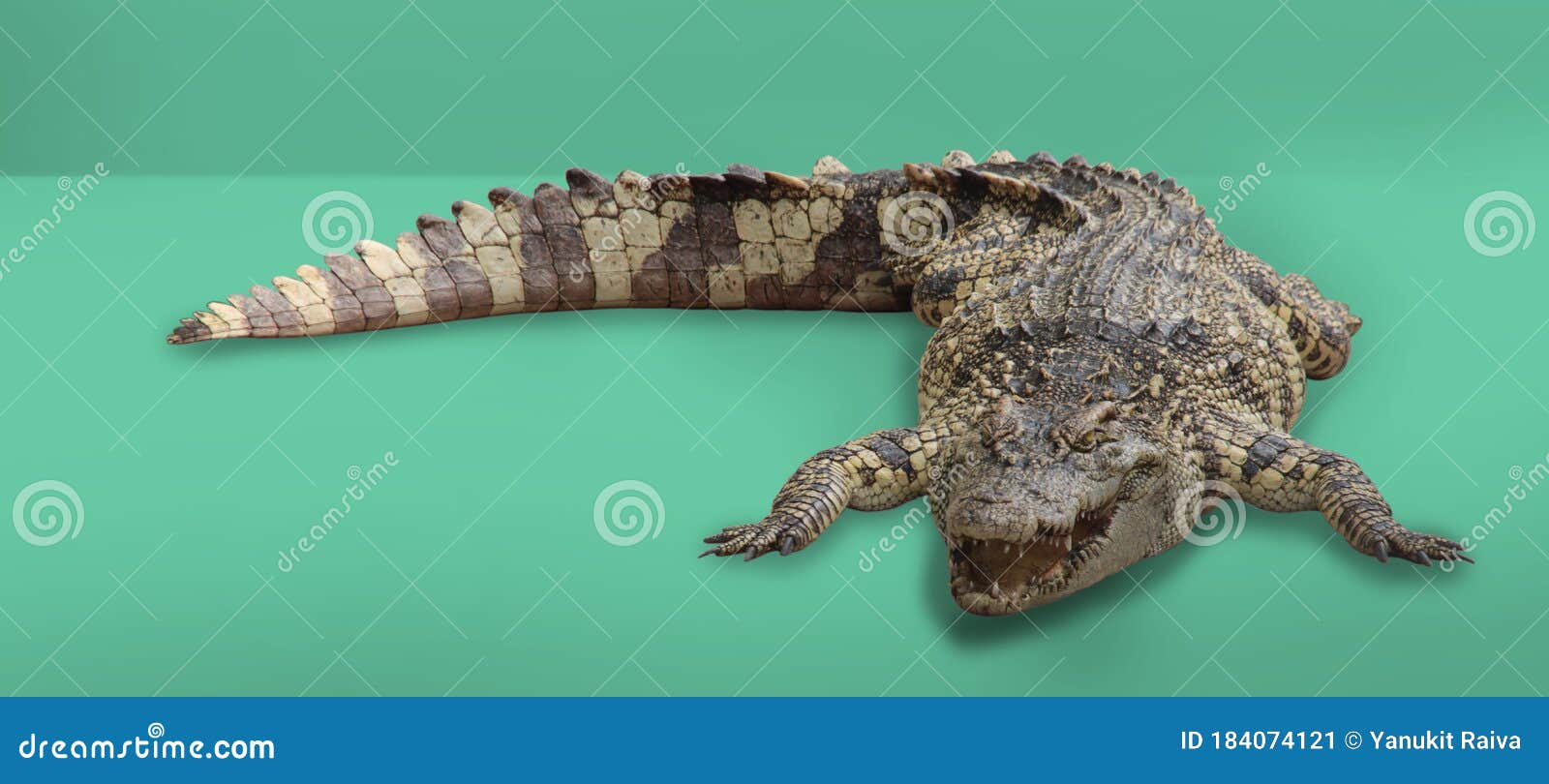 crocodile retile animal on  background