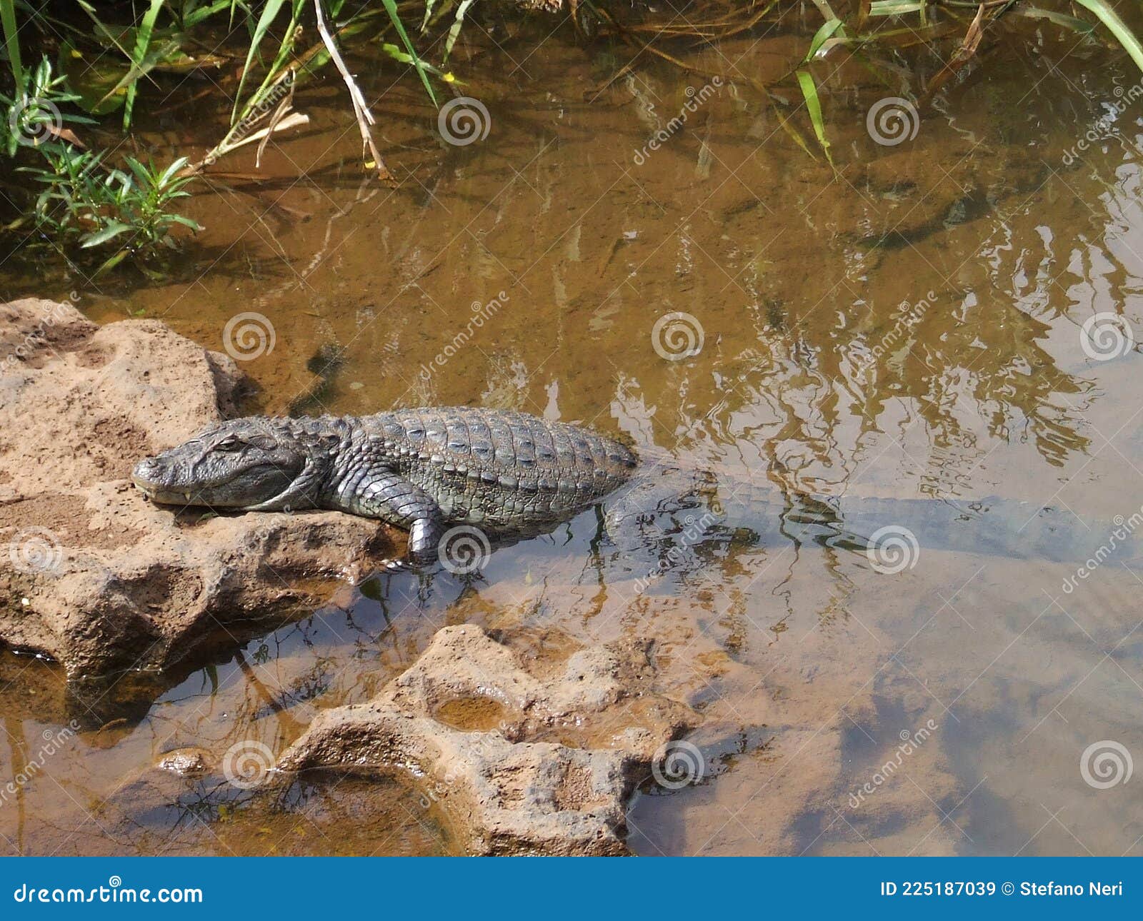 crocodile on the rio iguazu river, brazil
