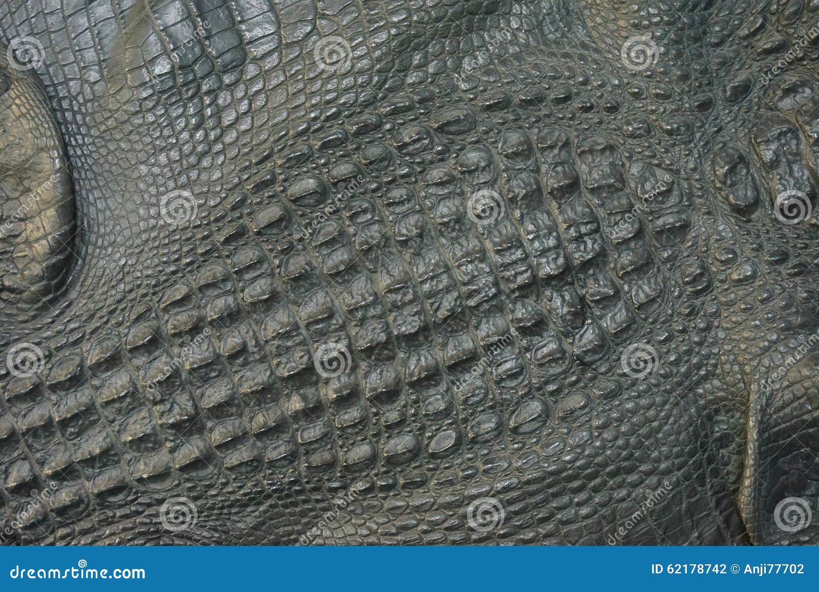Crocodile skin stock photo. Image of cobblestone, animal 62178742