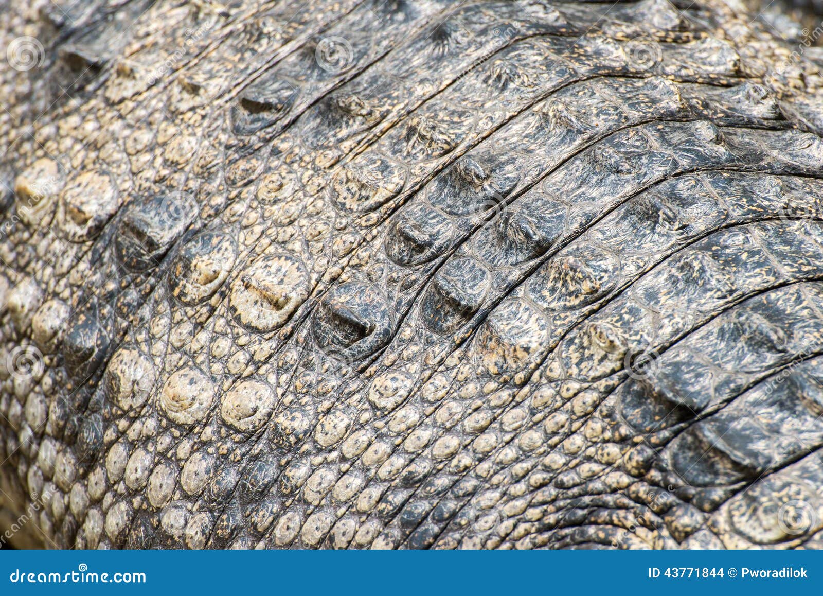 Closeup Of The Skin Of A Crocodile Stock Photo - Download Image